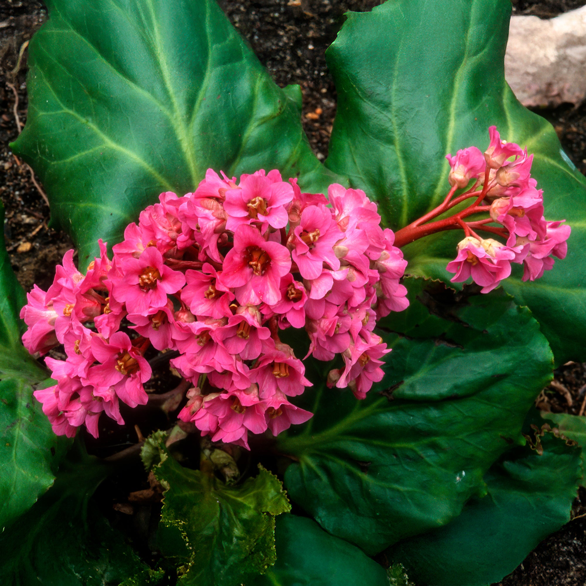 Bakker Bergénia Morgenrote couvre-sol pot Ø 9cm fuchsia