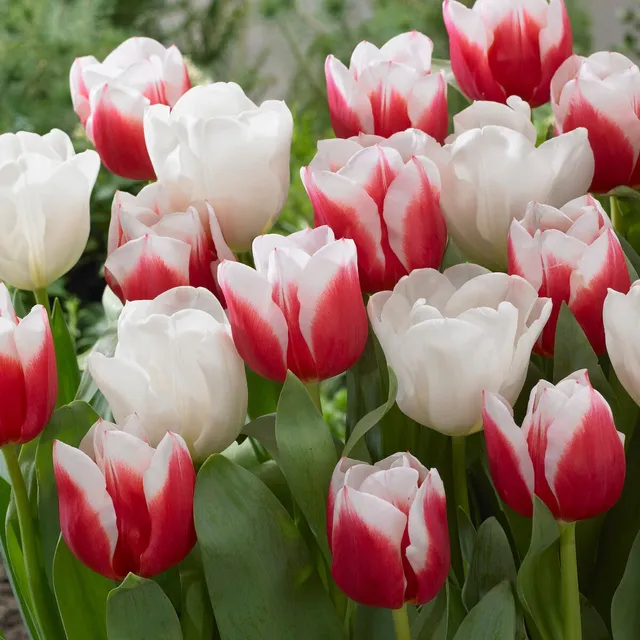 Bakker Bulbes à fleurs 10 Tulipes Red Snow en mélange sachet 10 bulbes