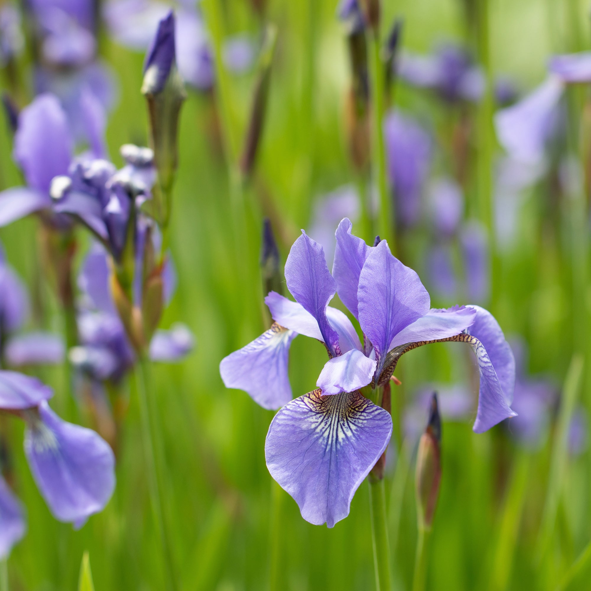 Bakker Iris versicolor plante de bassin pot 9cm fleur violette