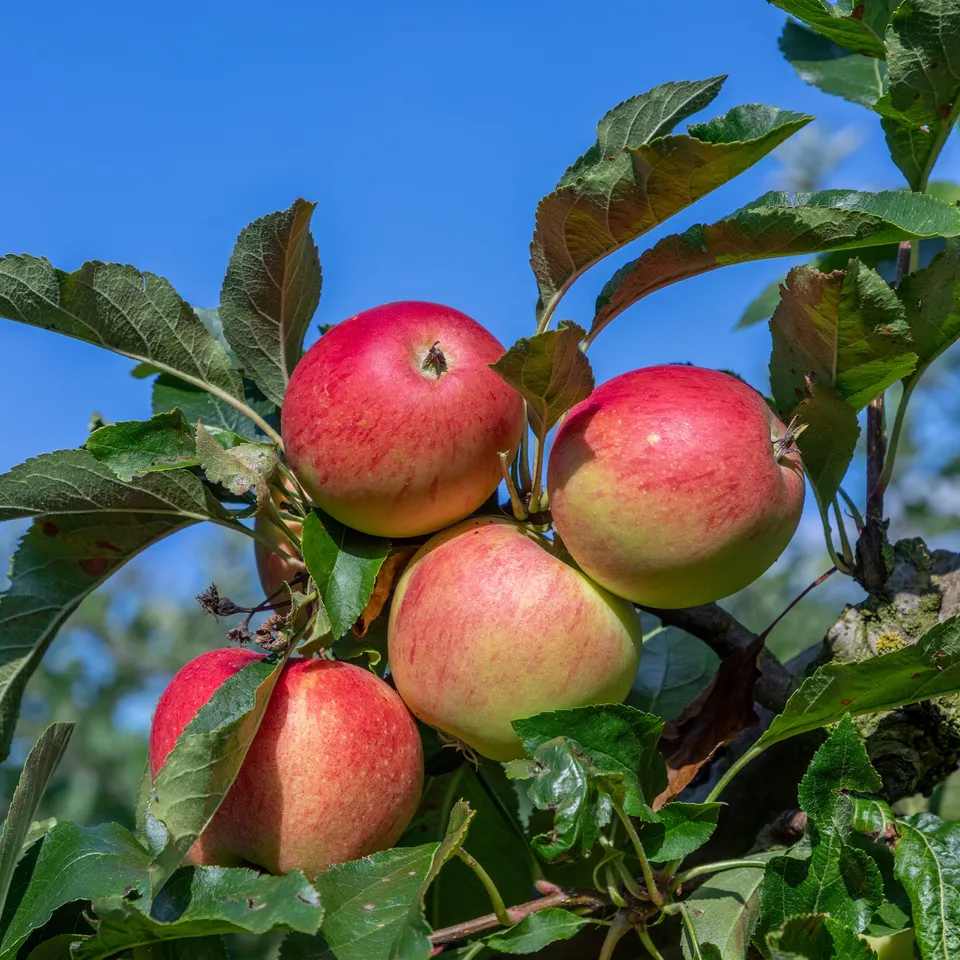 Bakker Pommier Gala fruitier racine nue 80-100cm pomme