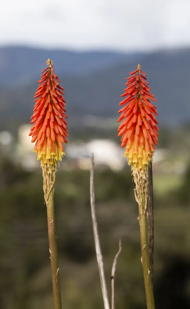Passion Vivaces Kniphofia Alcazar plante godet rouge orangé