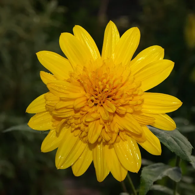 Passion Vivaces helianthus Happy Days plante vivace godet jaune d'or