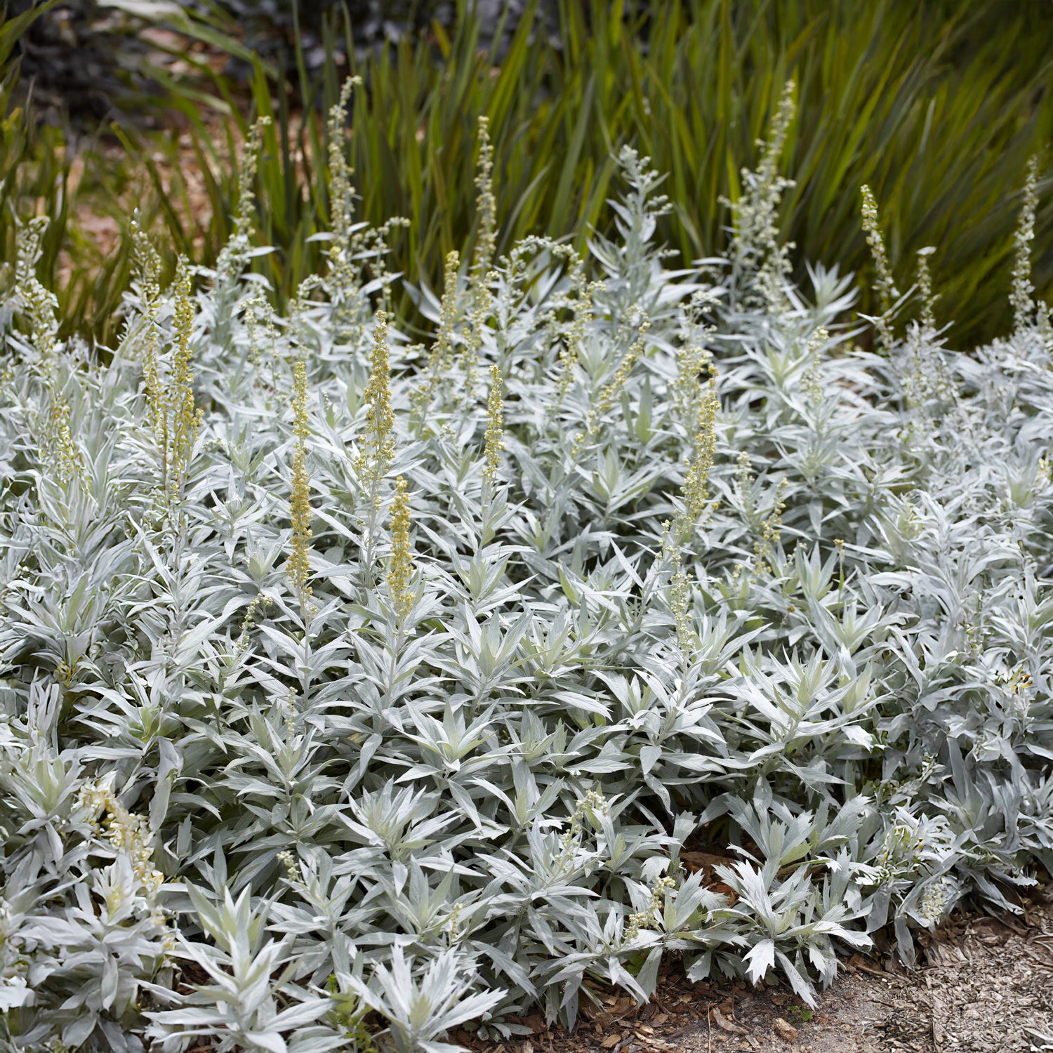 Bakker Vivaces Armoise Valerie Finnis plante vivace pot 9cm argenté