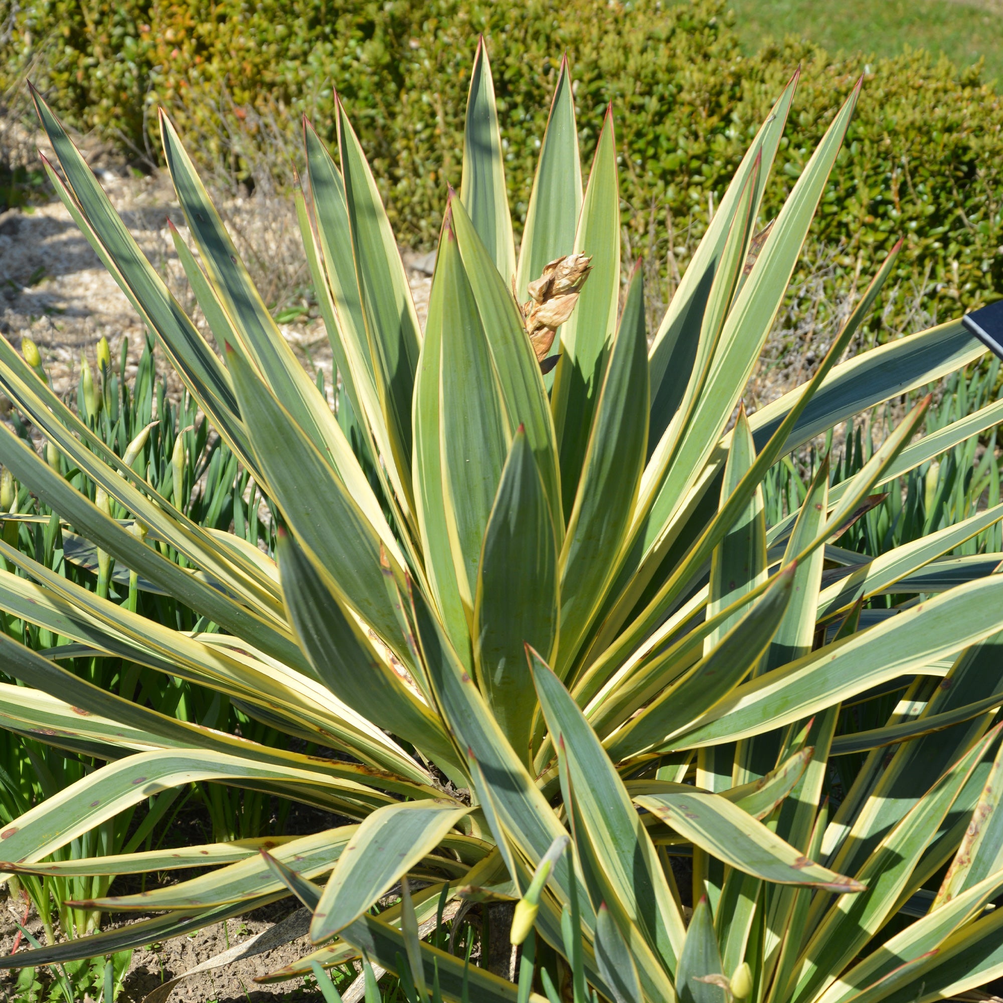 Bakker Yucca gloriosa Citrus Twist arbuste godet 9 cm panaché