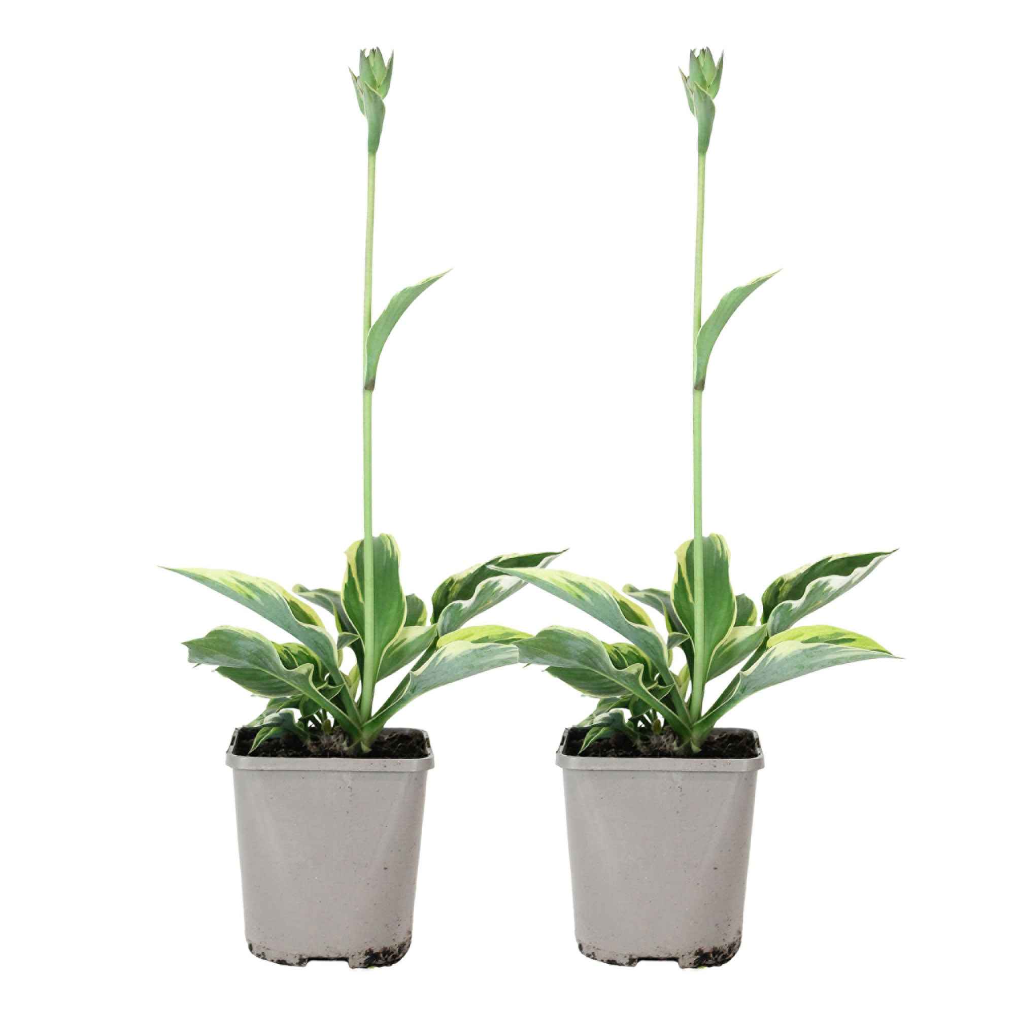 Bakker Hosta Patriot vivace panachée pot Ø9cm mi-ombre