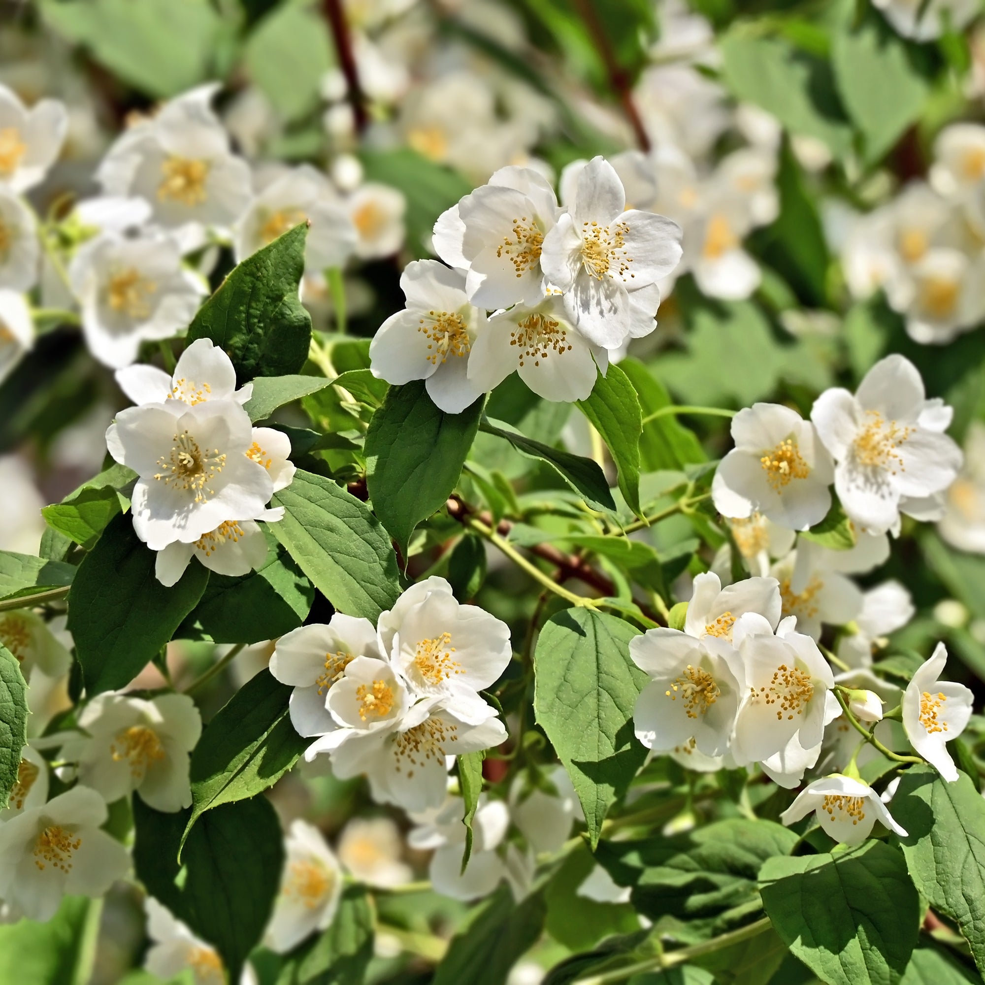 Bakker Arbustes Seringat des jardins pot 4,5L parfumé