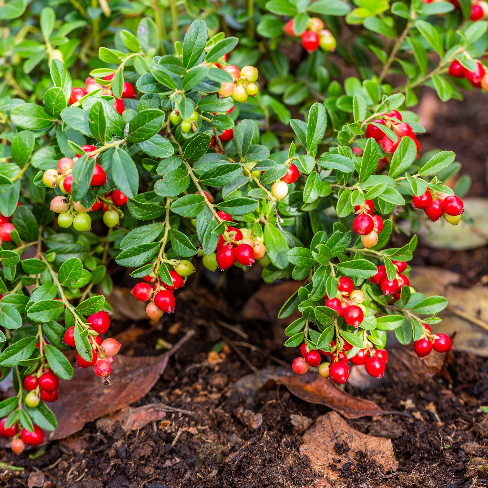 Bakker Canneberge Cranberry fruitier pot 9cm 5-10cm baies rouges