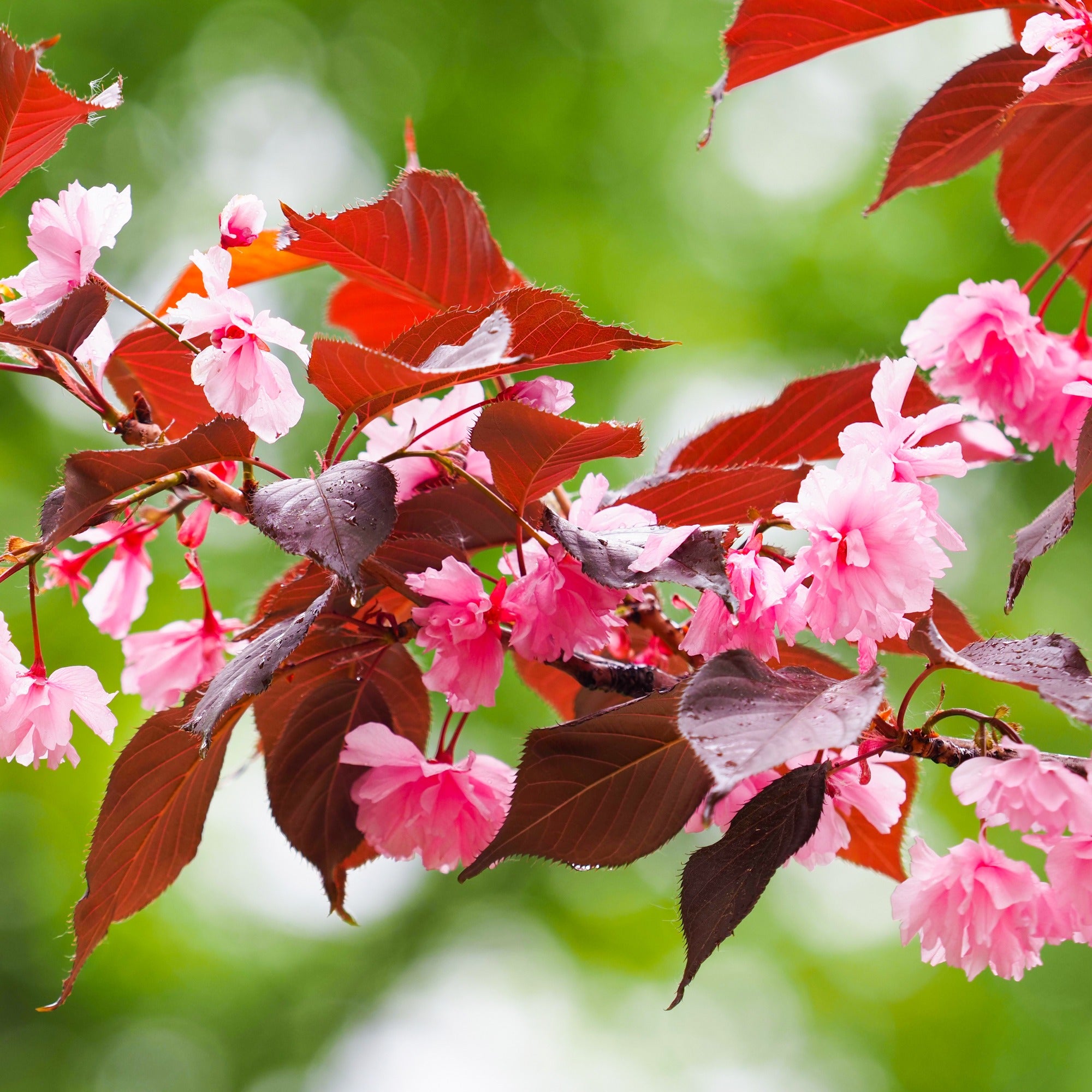 Bakker Prunus Royal Burgundy cerisier pot 3L fleurs roses