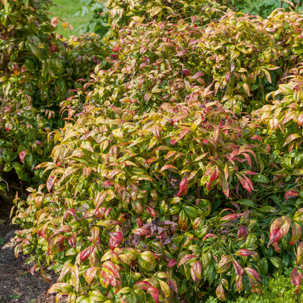 Bakker Nandina Fire Power bambou sacré pot 2L 20-30cm