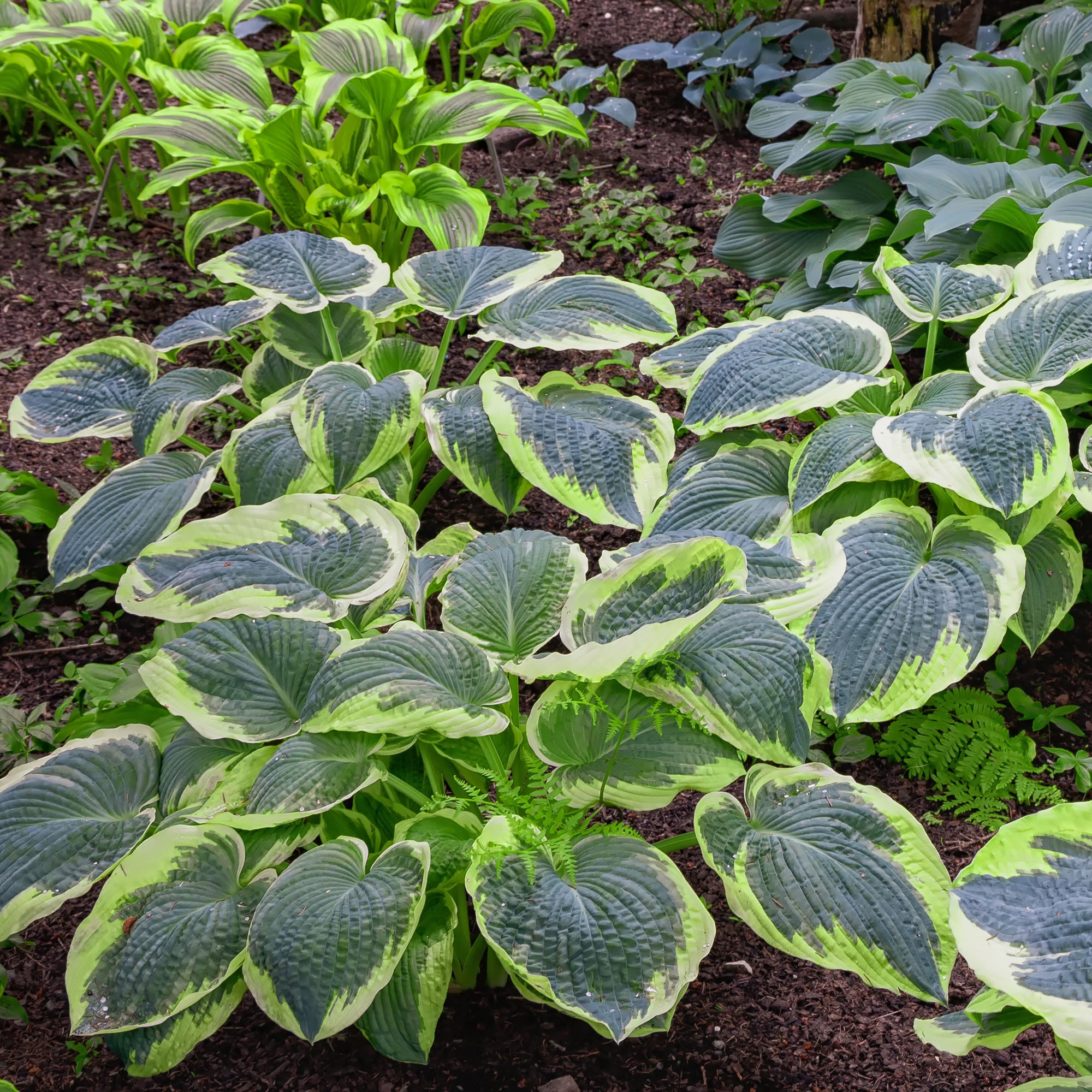 Bakker Hosta Sugar Daddy vivace pot 9cm ombre