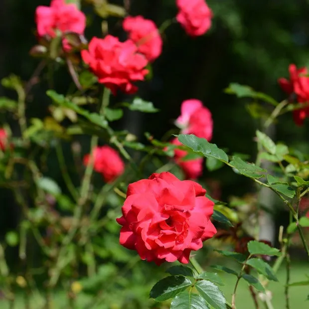 Bakker Rosiers Shalom rosier racine nue 3+ branches rouge