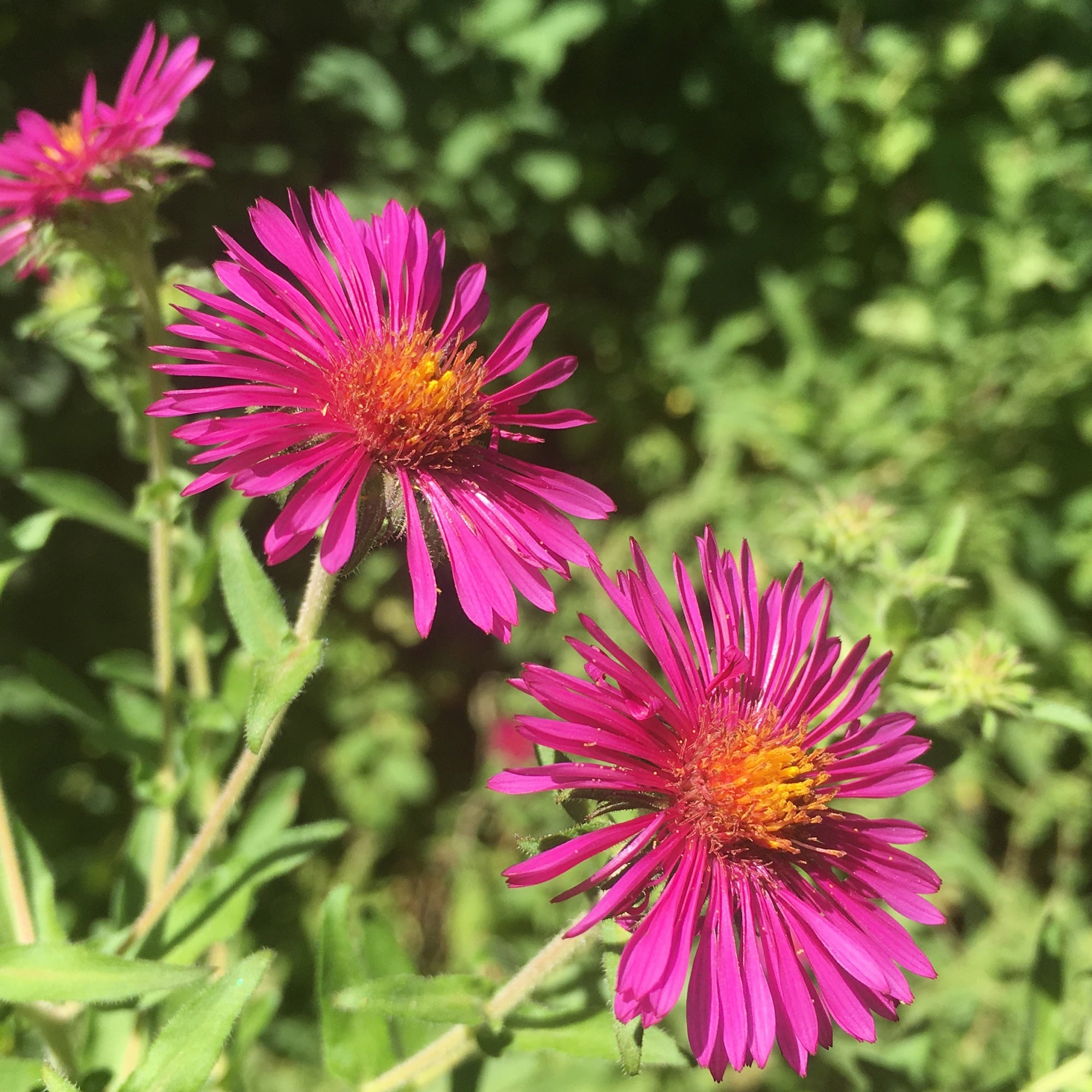 Bakker Aster Septemberrubin vivace pot Ø9cm fuchsia