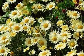 Passion Vivaces Anthemis tinctoria Buxton plante vivace godet jaune