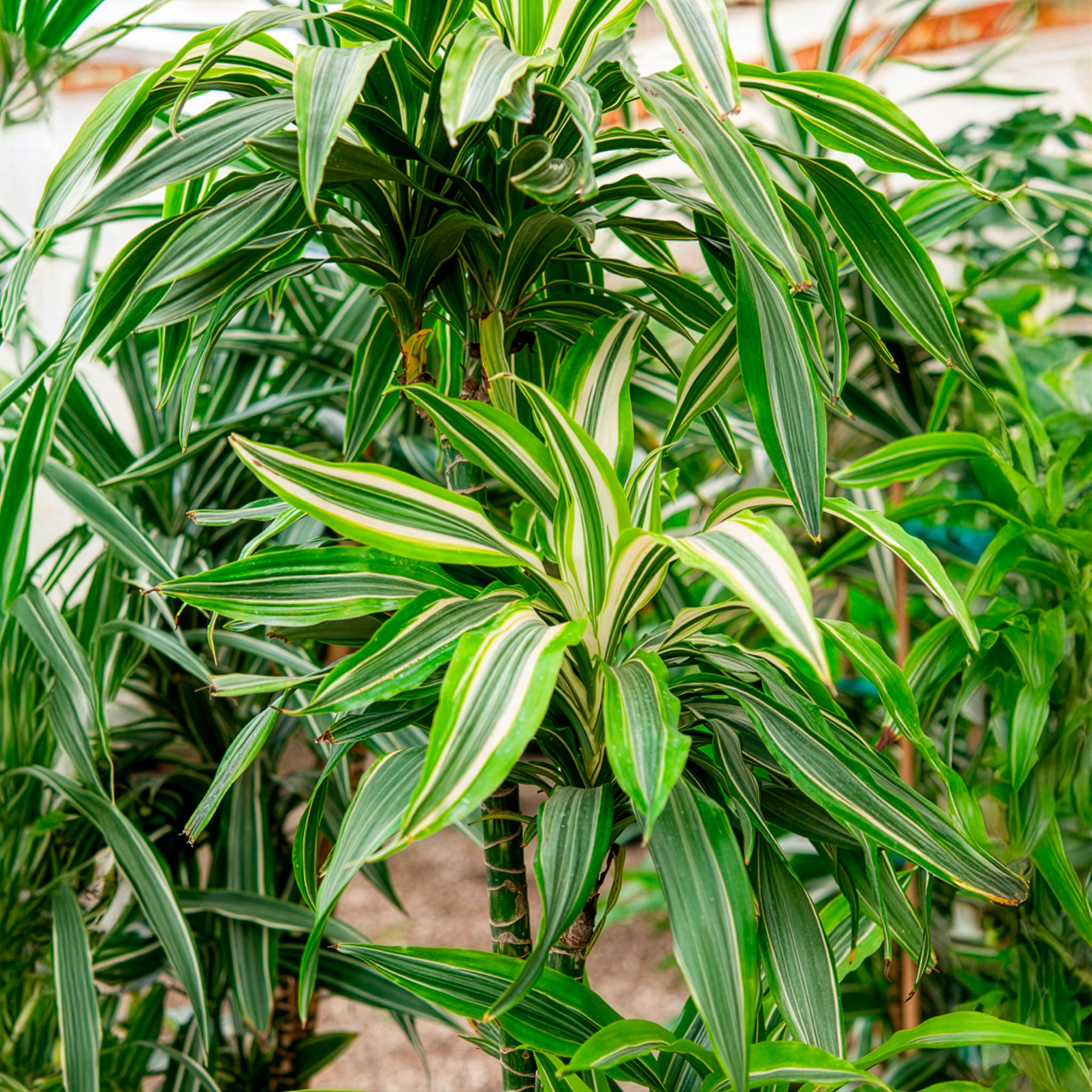 Bakker Intérieur Dracaena Warneckei dragonnier pot 17cm 60cm