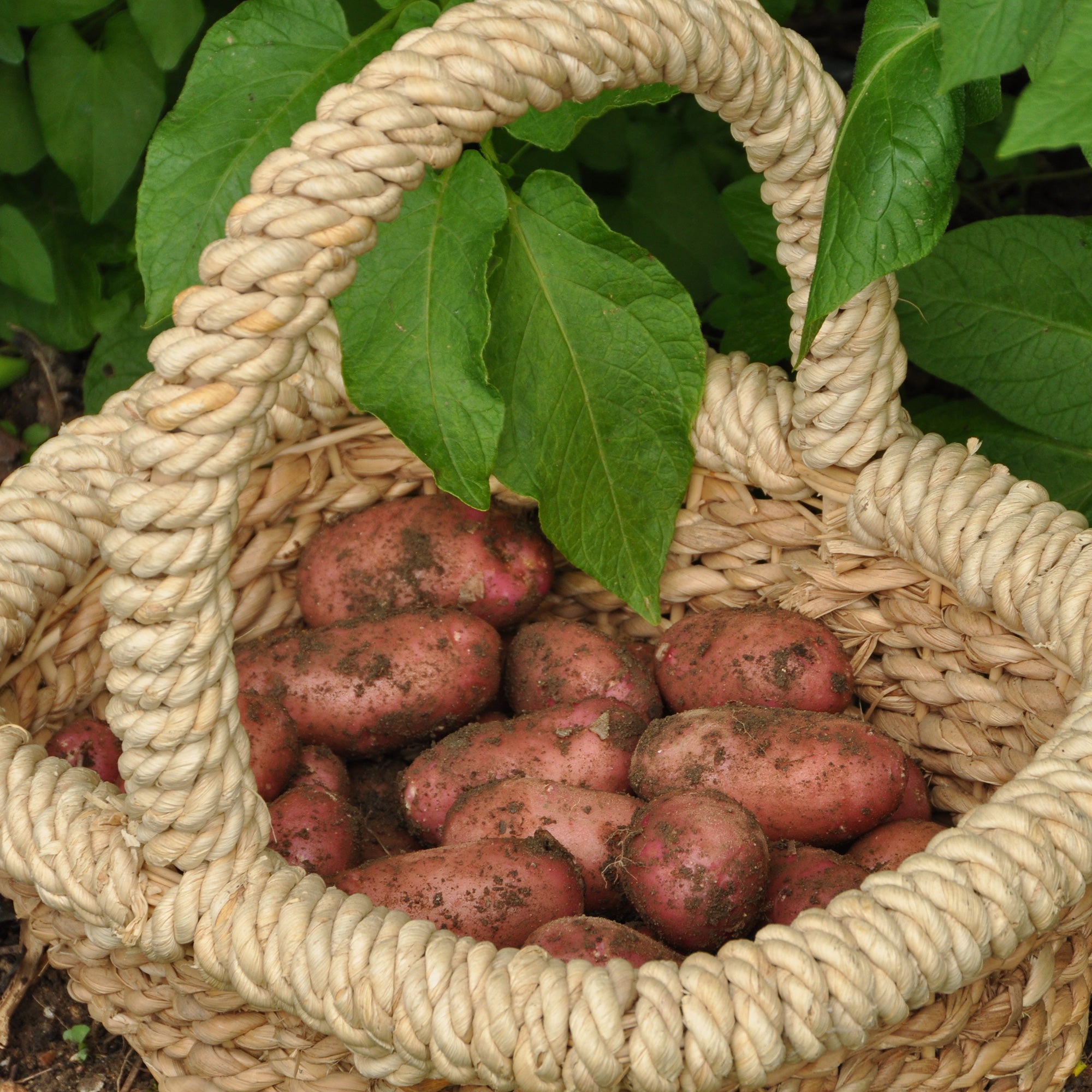Bakker Pomme de terre Rose de France Cirielle 25 plants ferme
