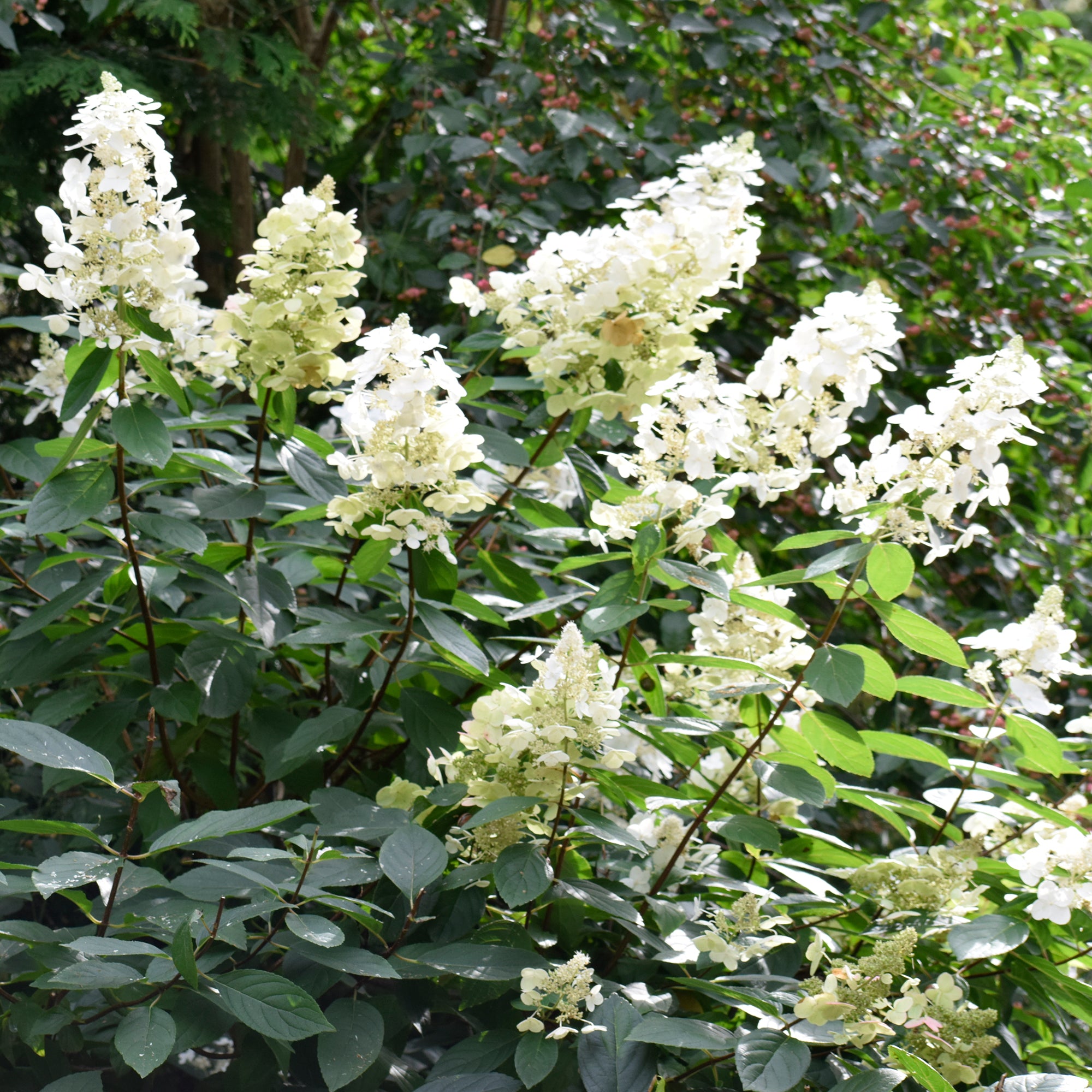 Bakker Grandiflora hortensia blanc pot Ø 9cm