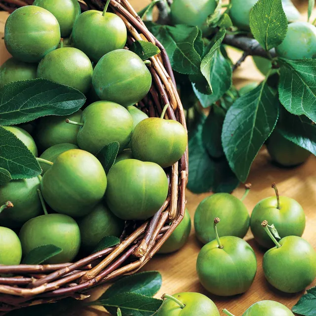 Bakker Prunier Reine-Claude Verte fruitier motte demi-tige 140cm