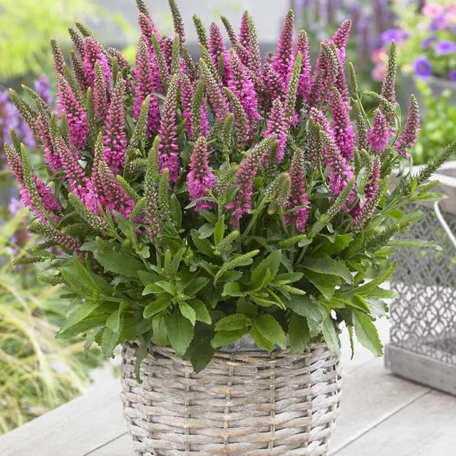 Bakker Véronique Bubblegum Candles vivace pot 8cm fuchsia