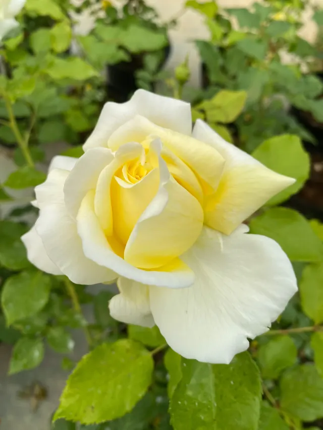 Michel Adam Rose de Bretagne rosier buisson jaune citron parfumé