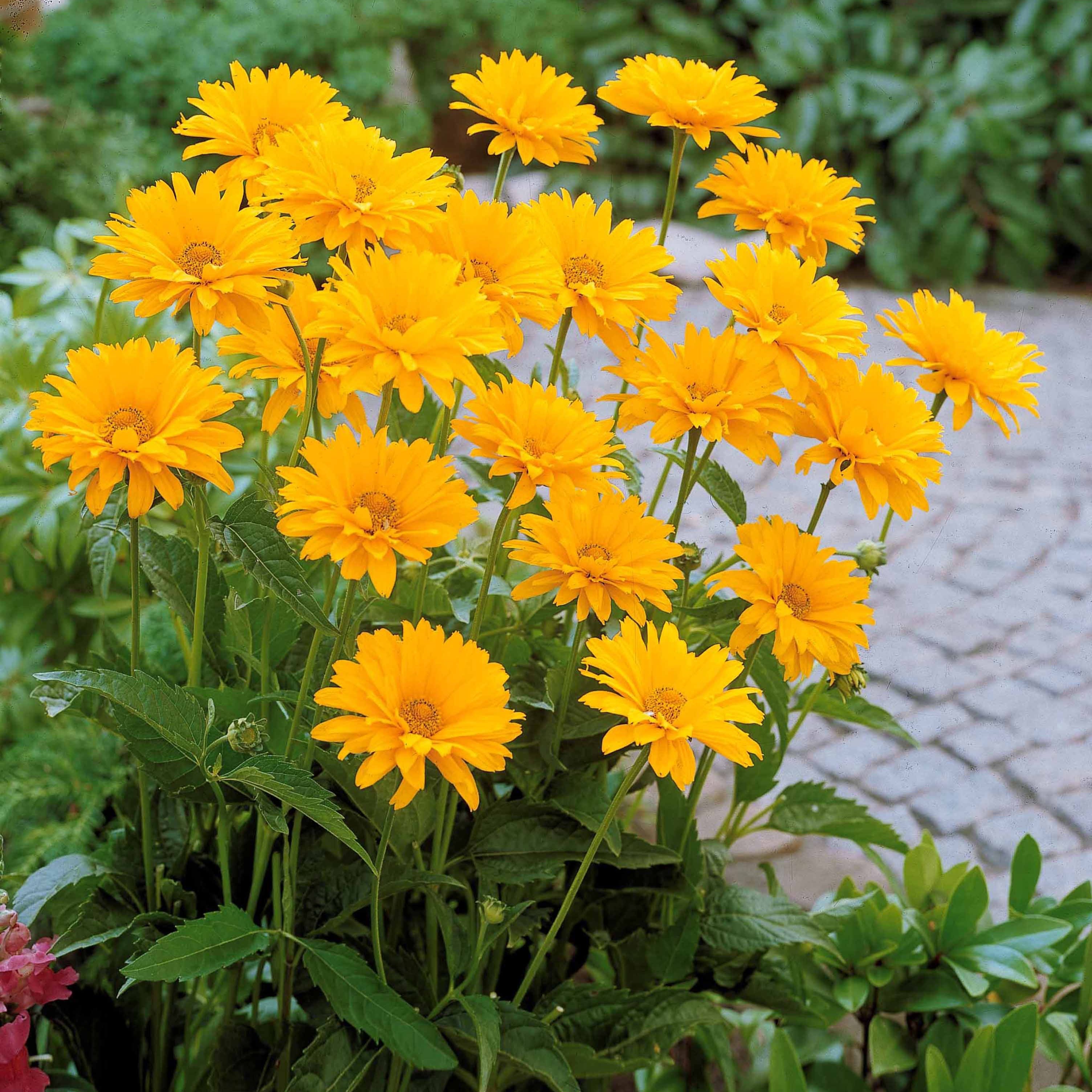 Bakker Héliopsides vivace 5 racines nues jaune soleil