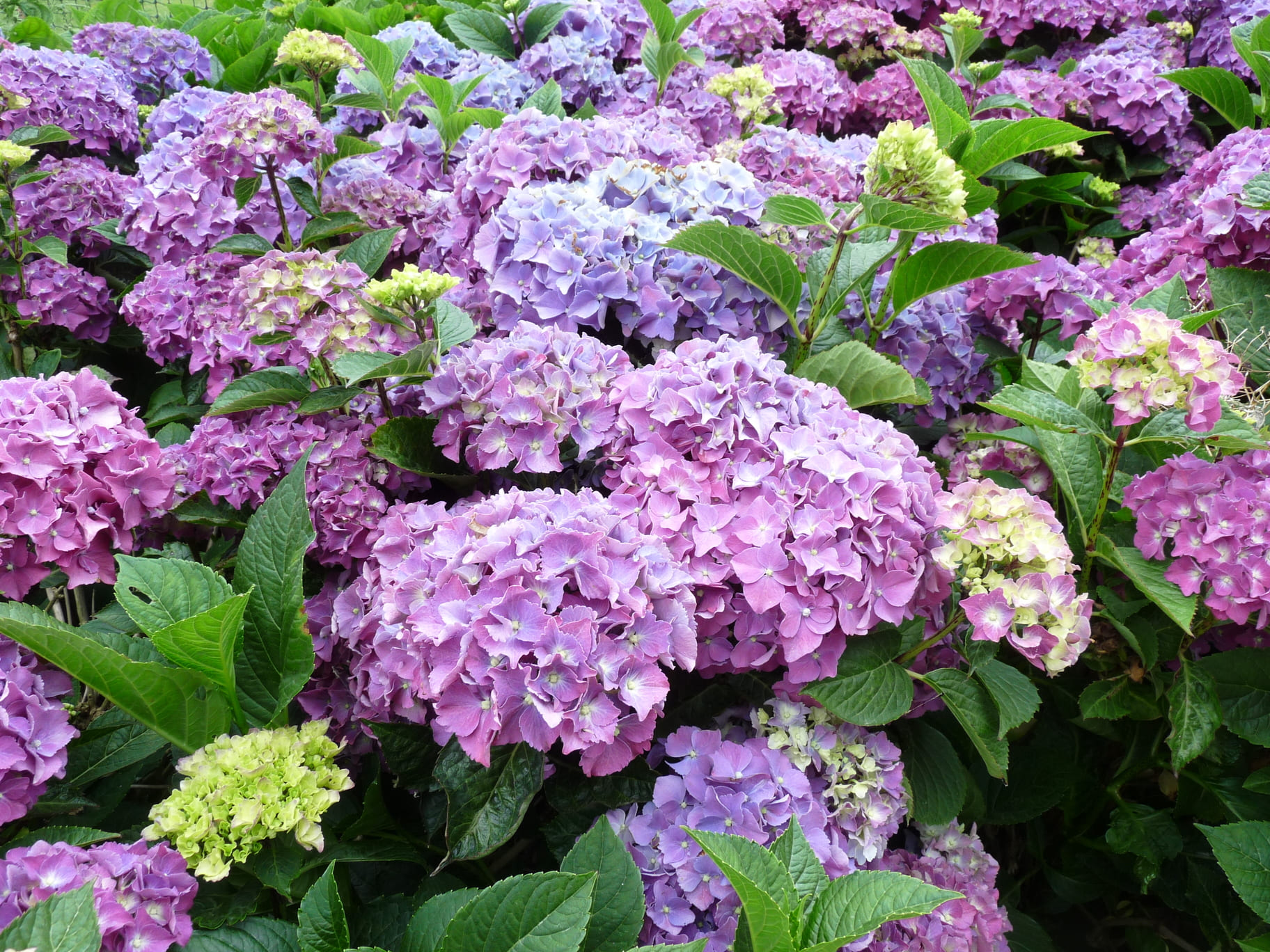 Miss Belgium hortensia macrophylla godet fleurs rondes