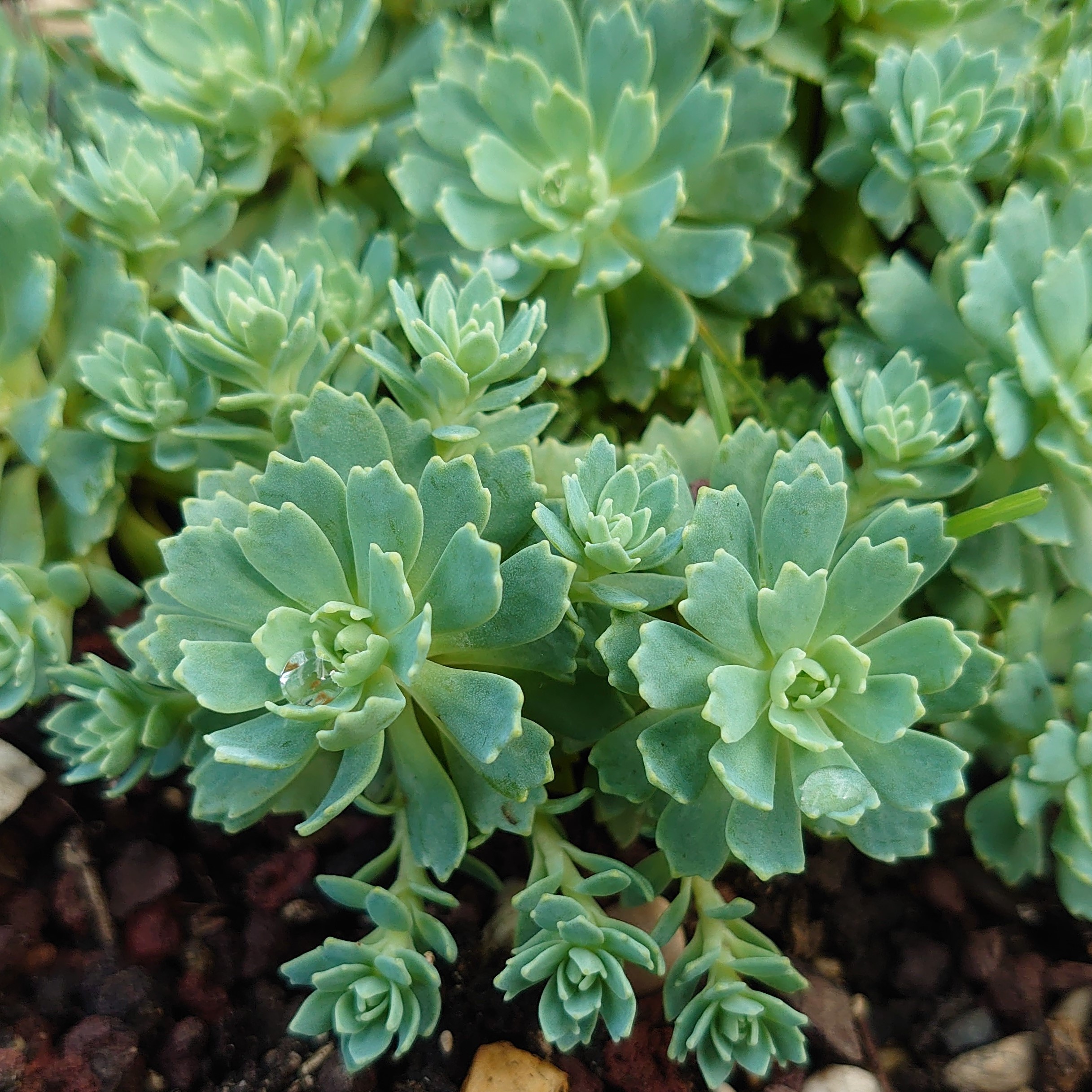 Passion Vivaces SEDUM Nessy sédum rocaille pot 1L