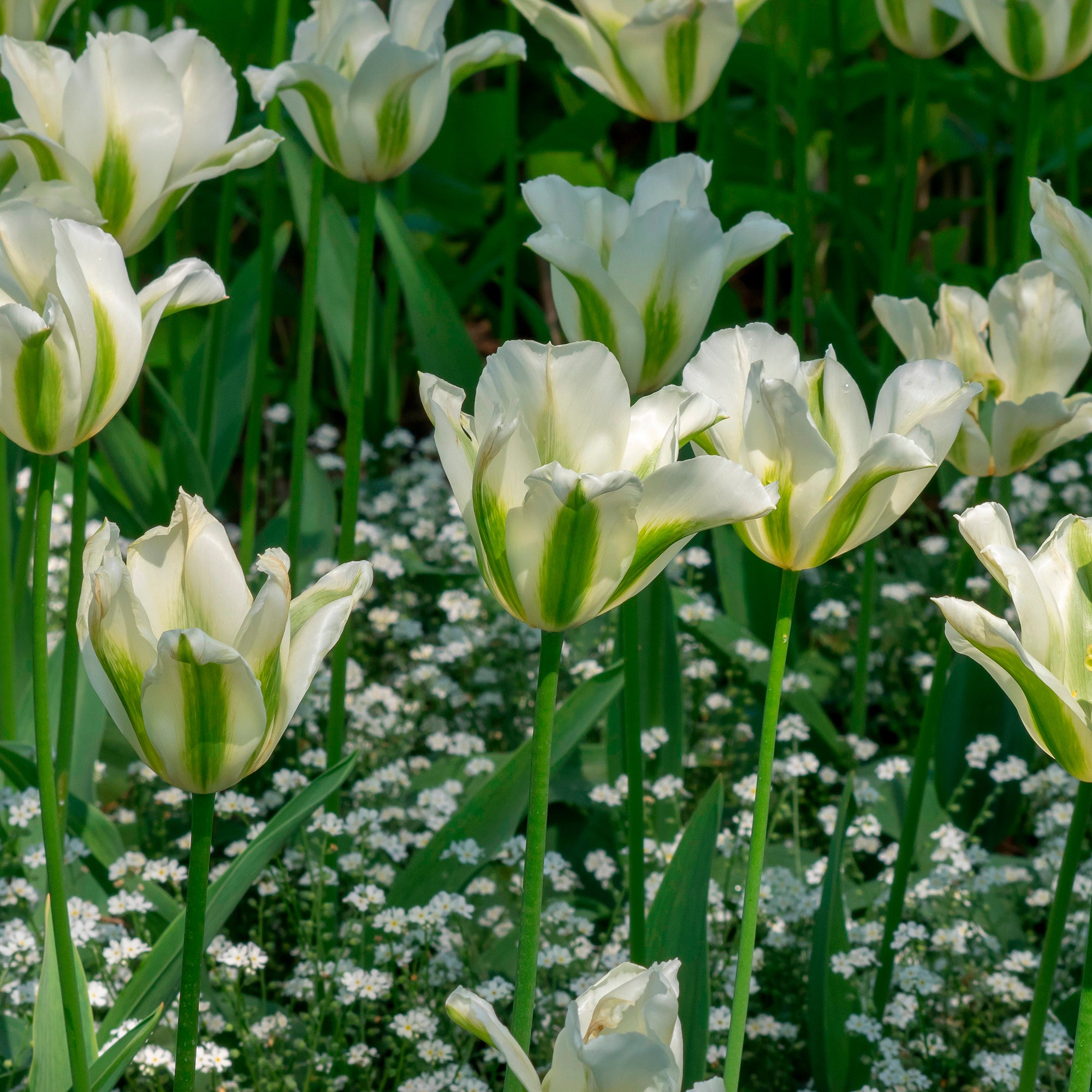 Bakker Bulbes à fleurs Tulipe Greenstar bulbe fleur blanche 10 bulbes