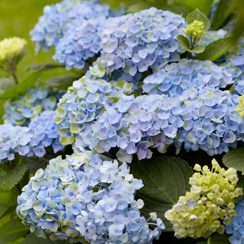 Bakker Hortensia Revolution Blue arbuste pot 1,5L bleu