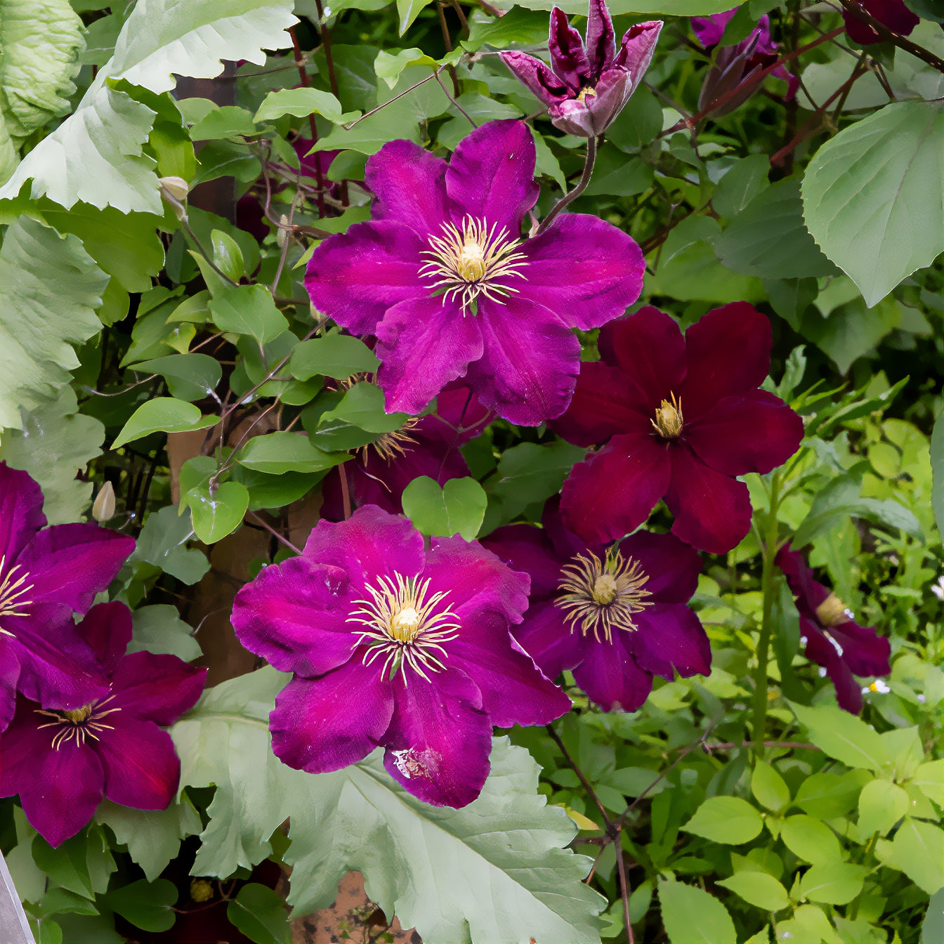 Bakker Clématite Niobe plante grimpante pot 1,5L fleurs violet
