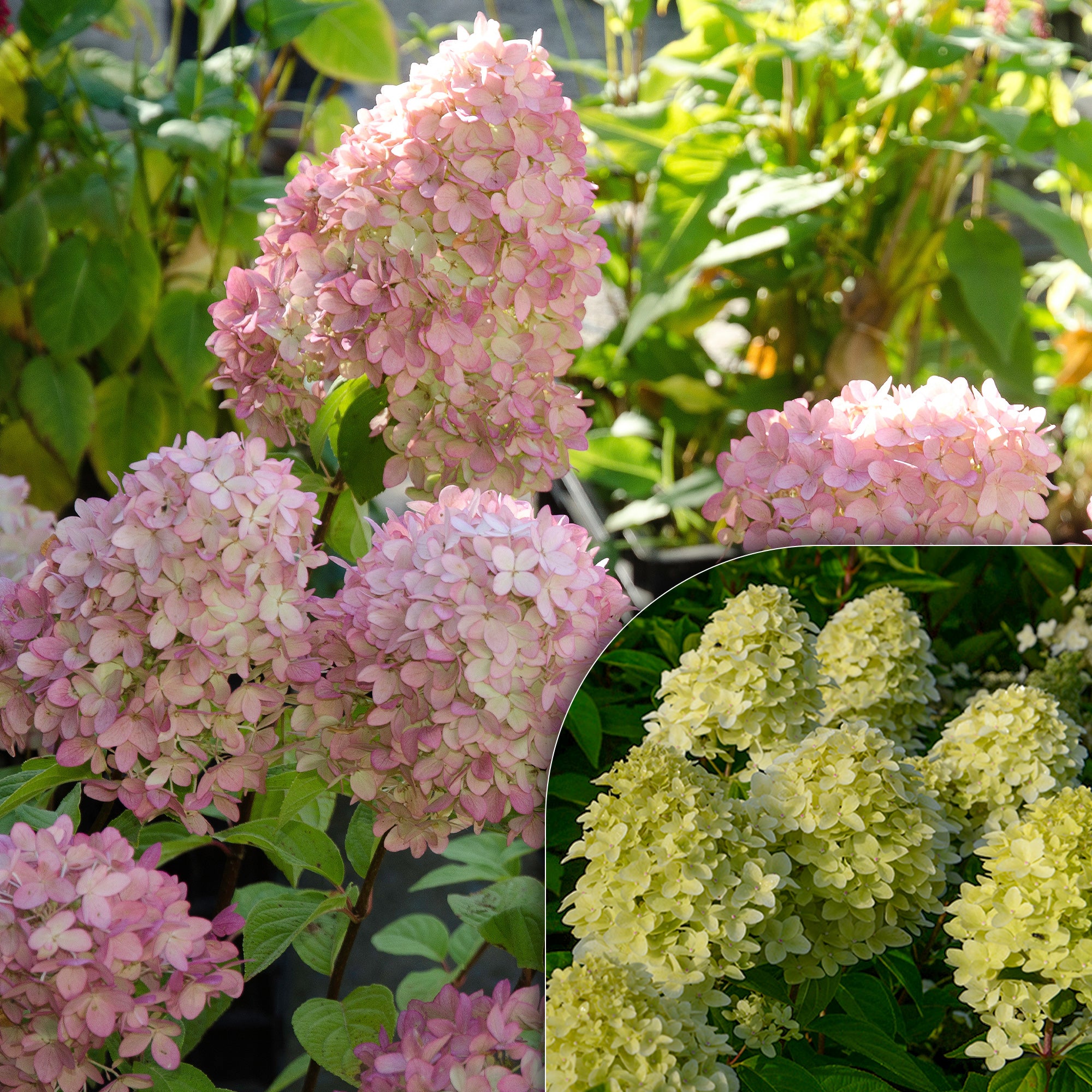 Bakker Hortensia Magical Candle paniculé pot 3 L crème rose