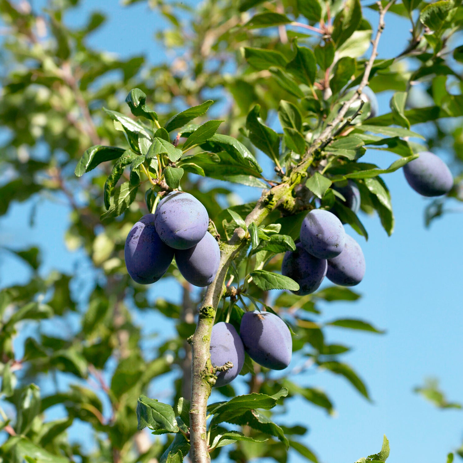 Bakker Fruitiers Prunier Président arbre fruitier motte scion 80-100cm