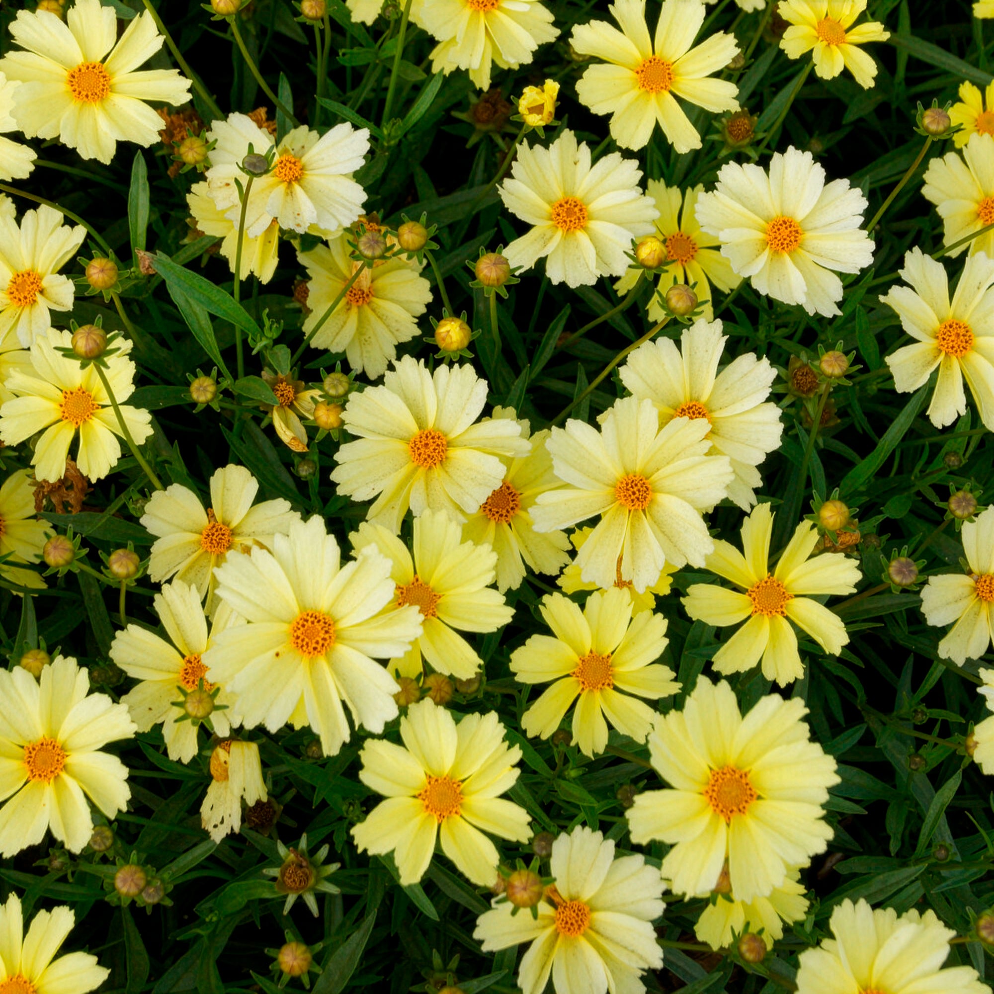 Bakker Coreopsis Full Moon pot 8cm vivace jaune soleil