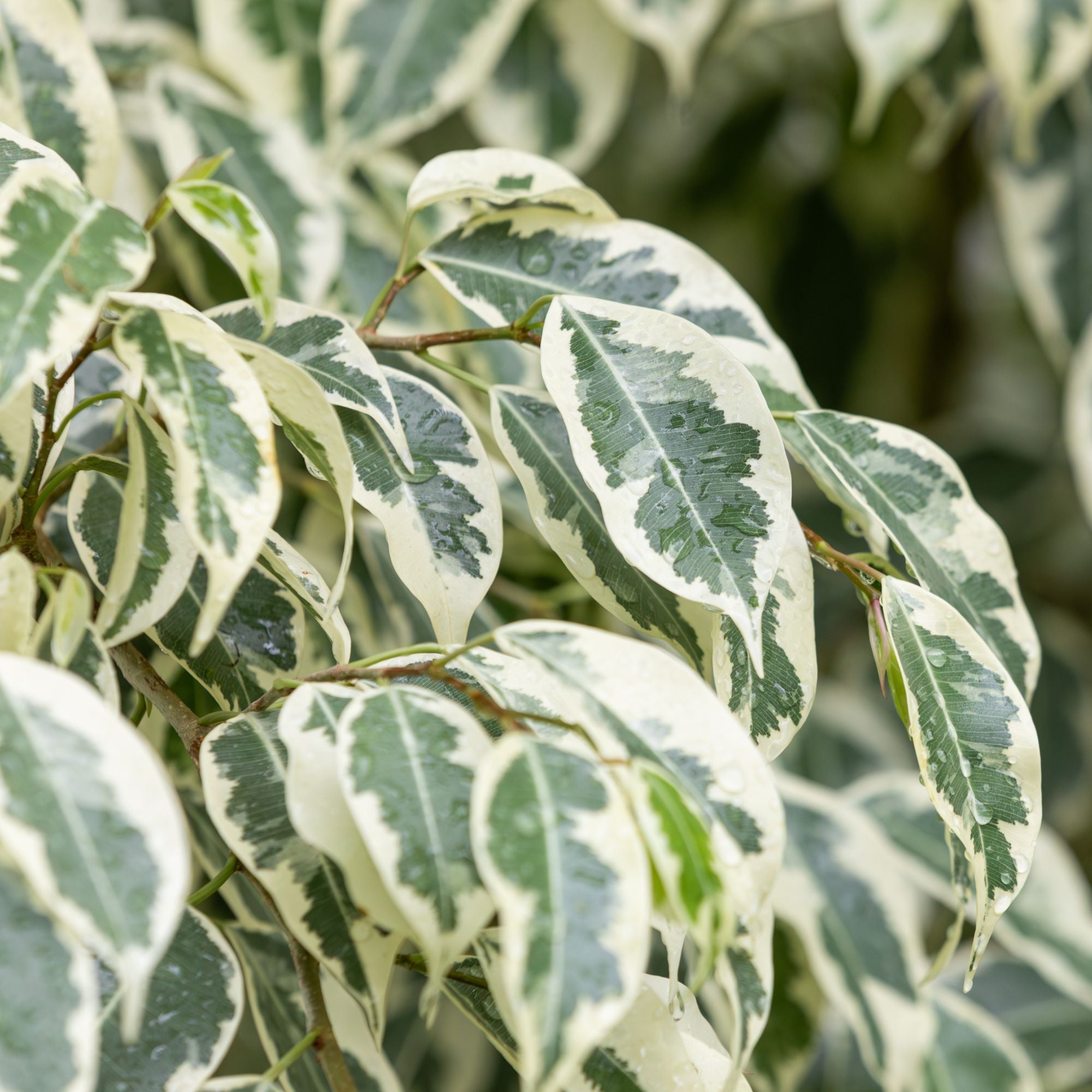 Bakker Twilight ficus benjamina panaché pot 17cm 60-80cm