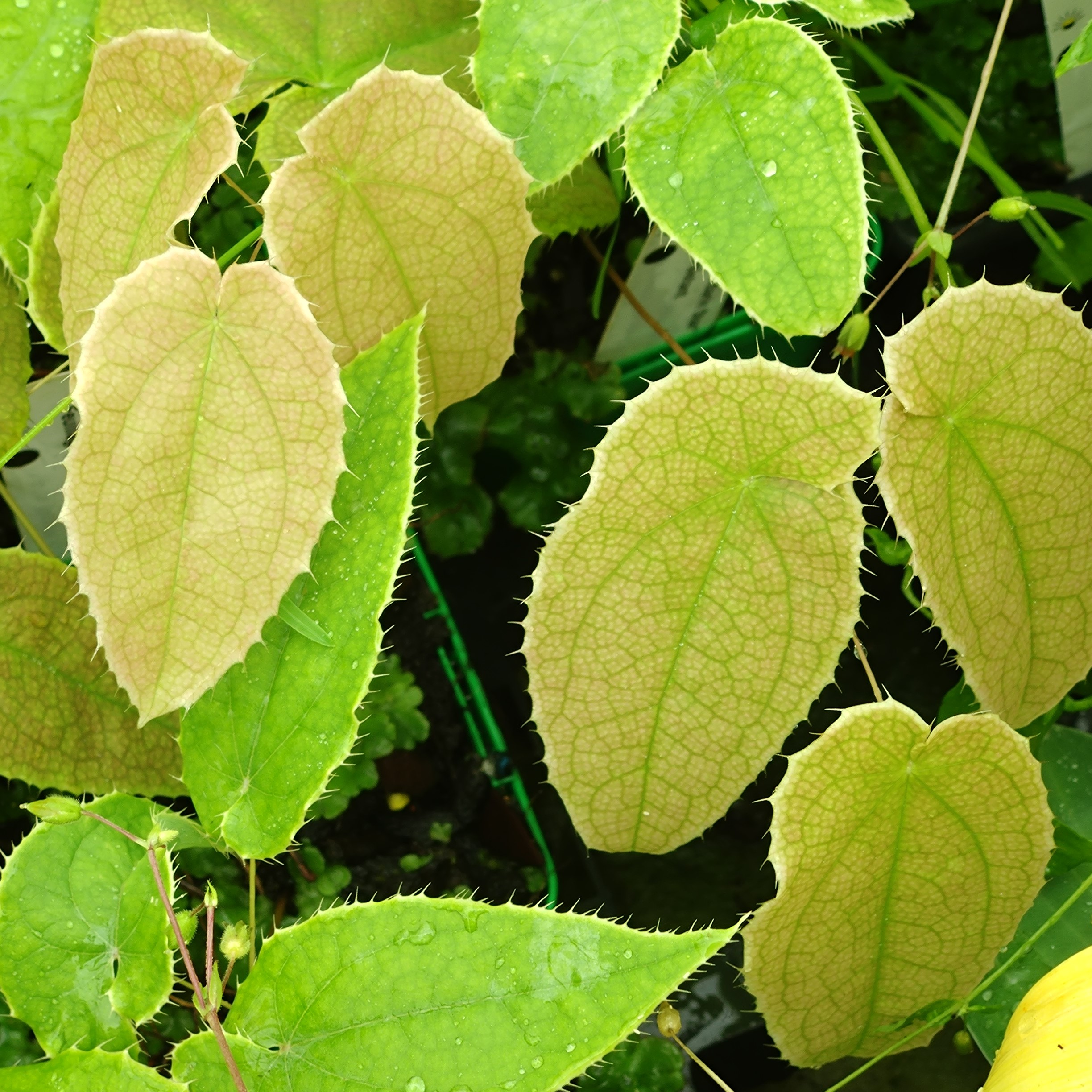 Passion Vivaces Epimedium Mandarin Star fleur des elfes pot 1 L