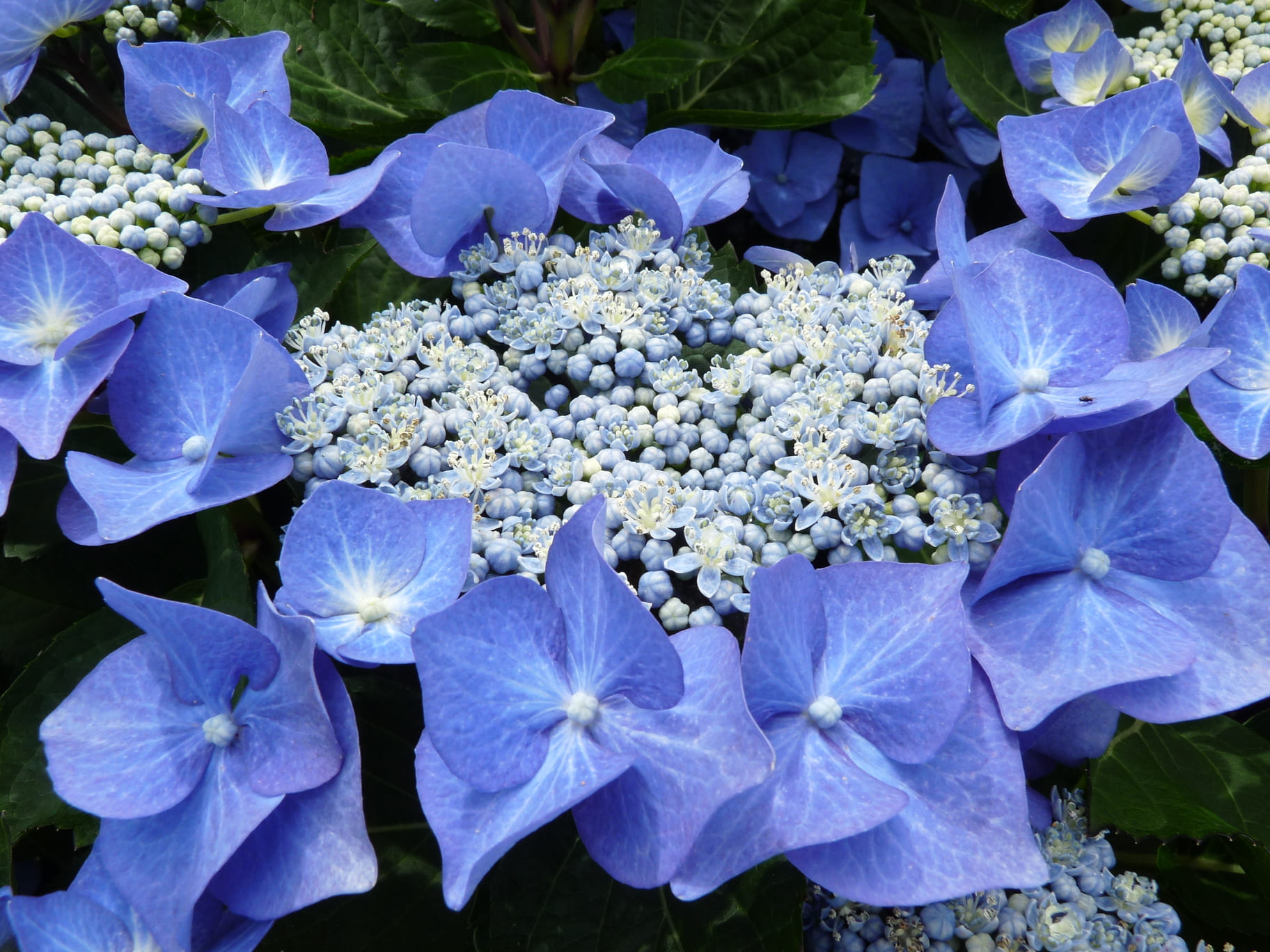 Les Hortensias du Haut Bois Hydrangea macrophylla Blaumeise hortensia godet