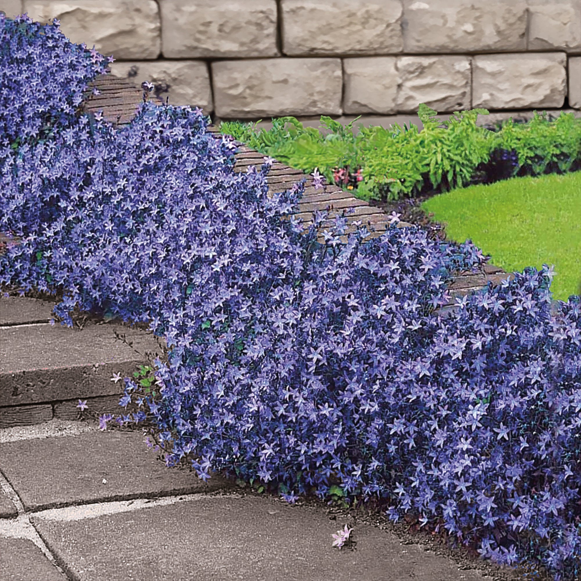 Bakker Campanule des murets vivace 5 pots 9cm violette