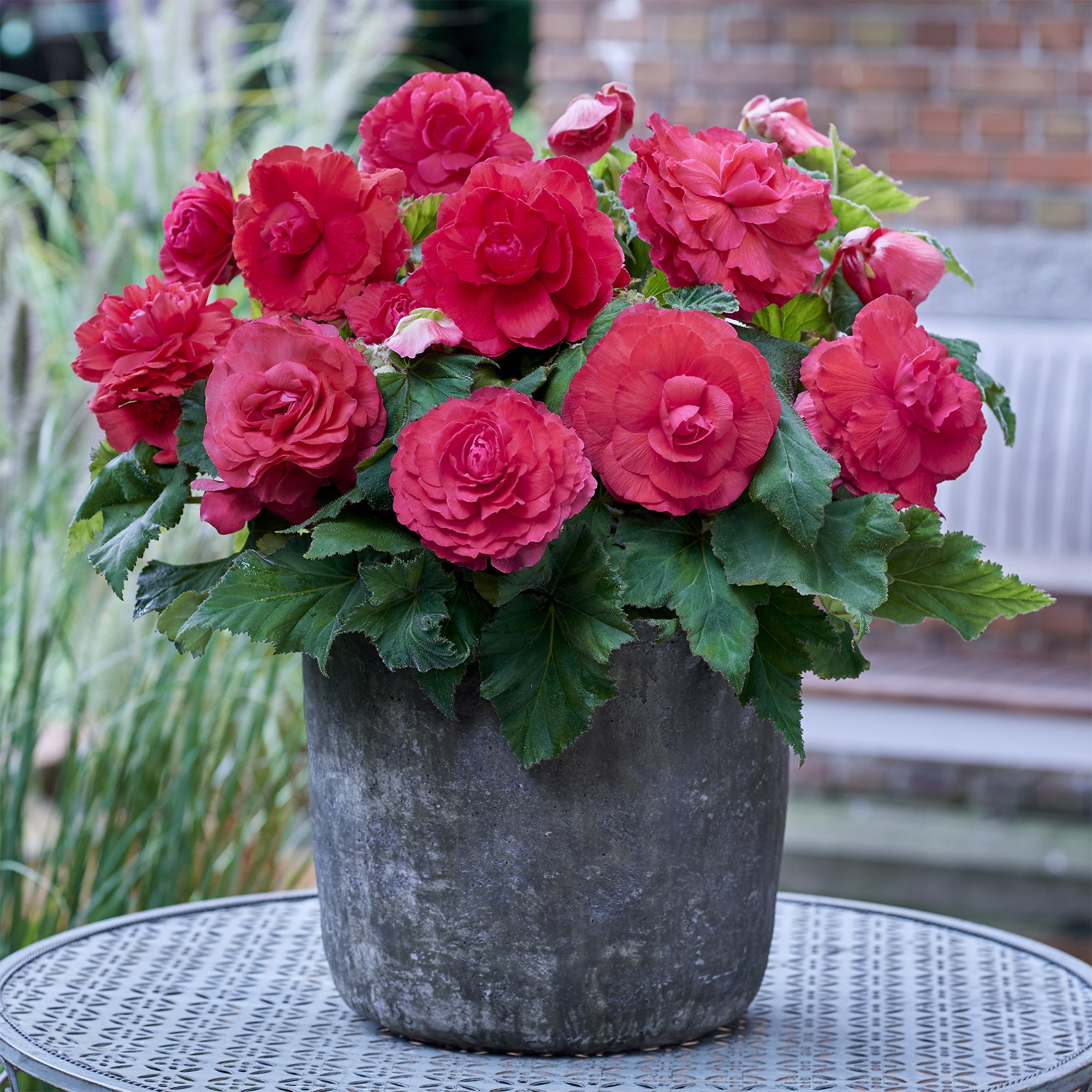 Bakker 5 Bégonias doubles roses bulbes ombre