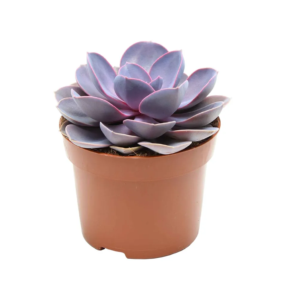 Bakker Echeveria Purple Pearl succulente pot 12cm rosace
