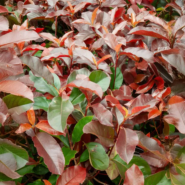 Bakker Photinia Camilvy arbuste pot 2L haie rouge persistant