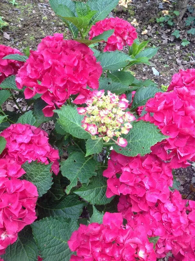 Les Hortensias du Haut Bois Rome hortensia boule fleurs rondes