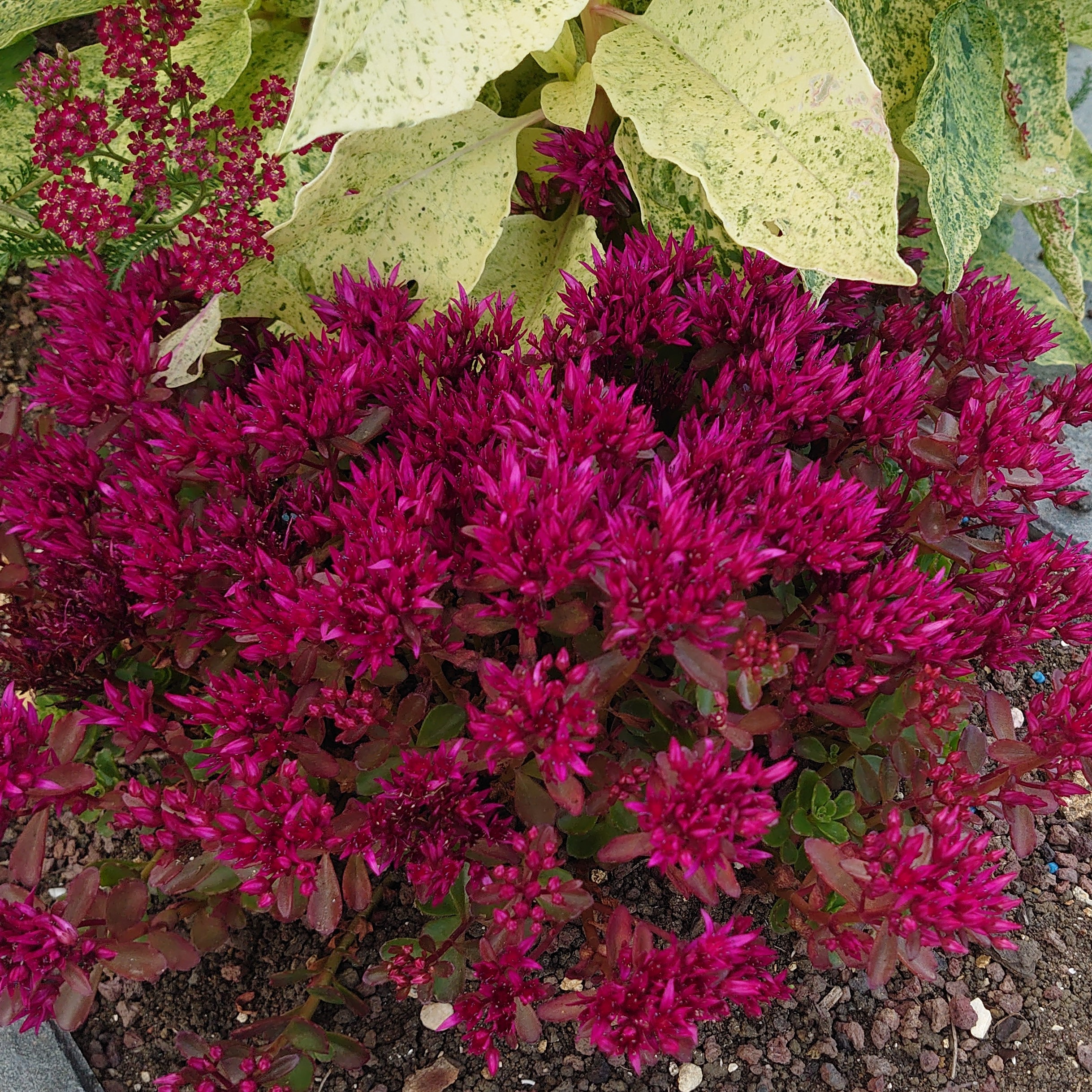 Passion Vivaces Sedum Dragon Blood orpin godet feuillage persistant
