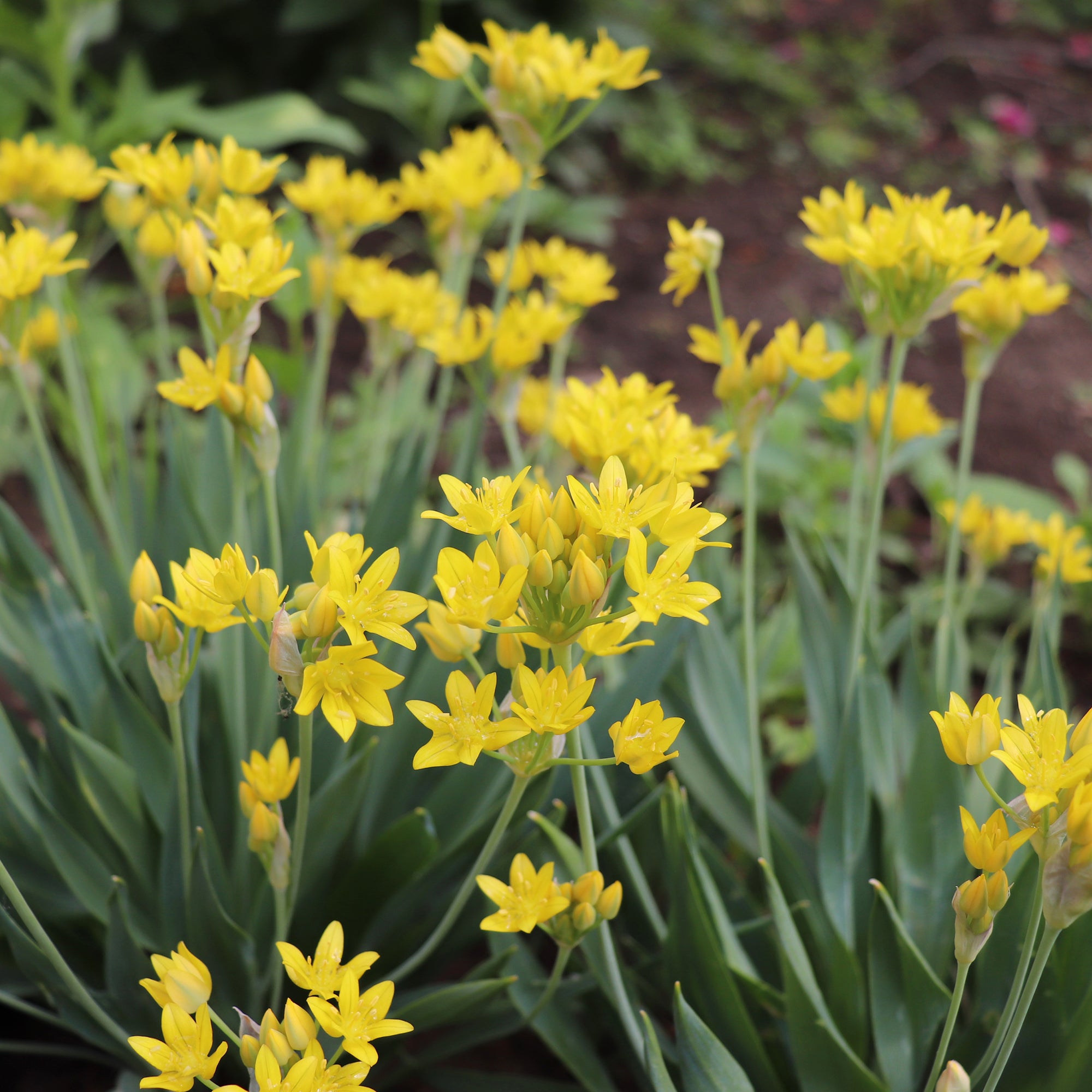 Bakker Allium doré bulbes sachet 50 bulbes jaune 25cm