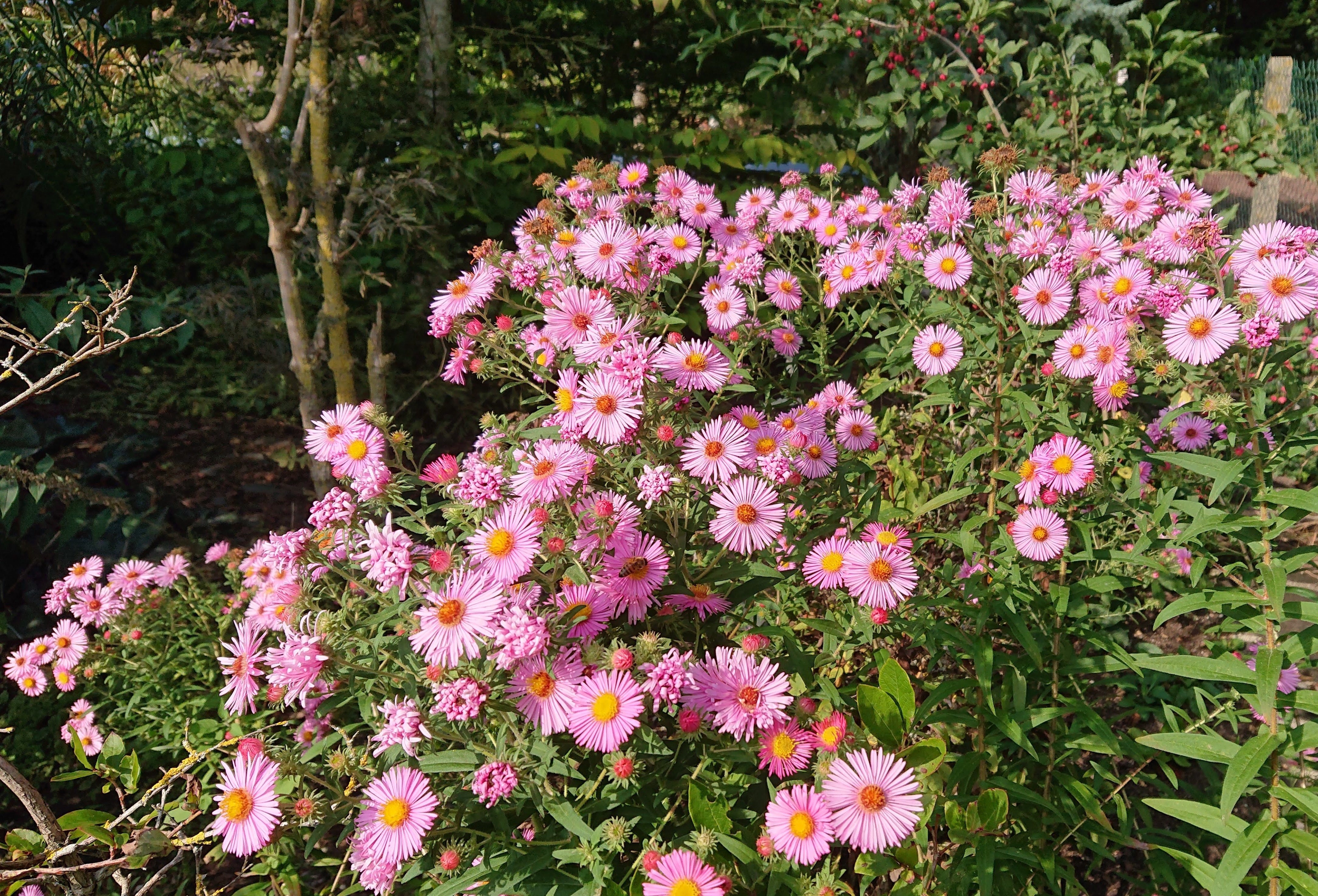 Passion Vivaces ASTER novae angliae Harrington Pink aster godet rose