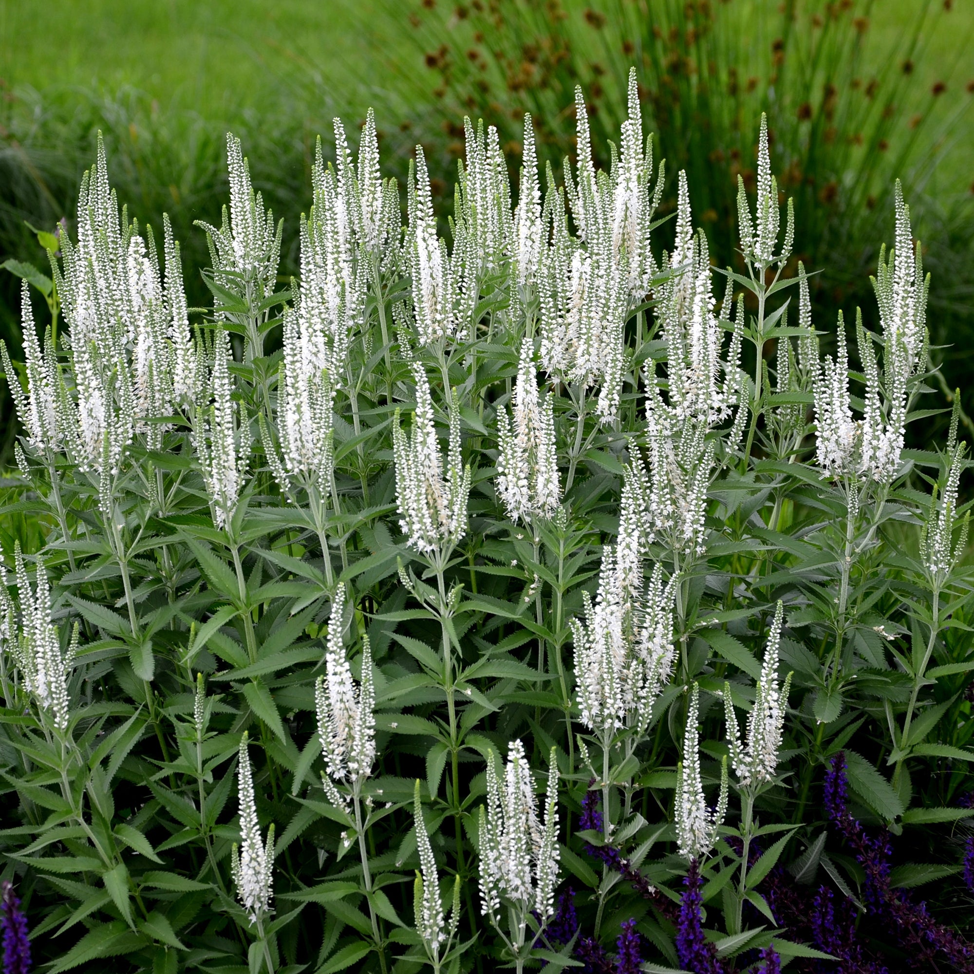 Bakker Véronique en épis blanche vivace pot Ø 9cm été