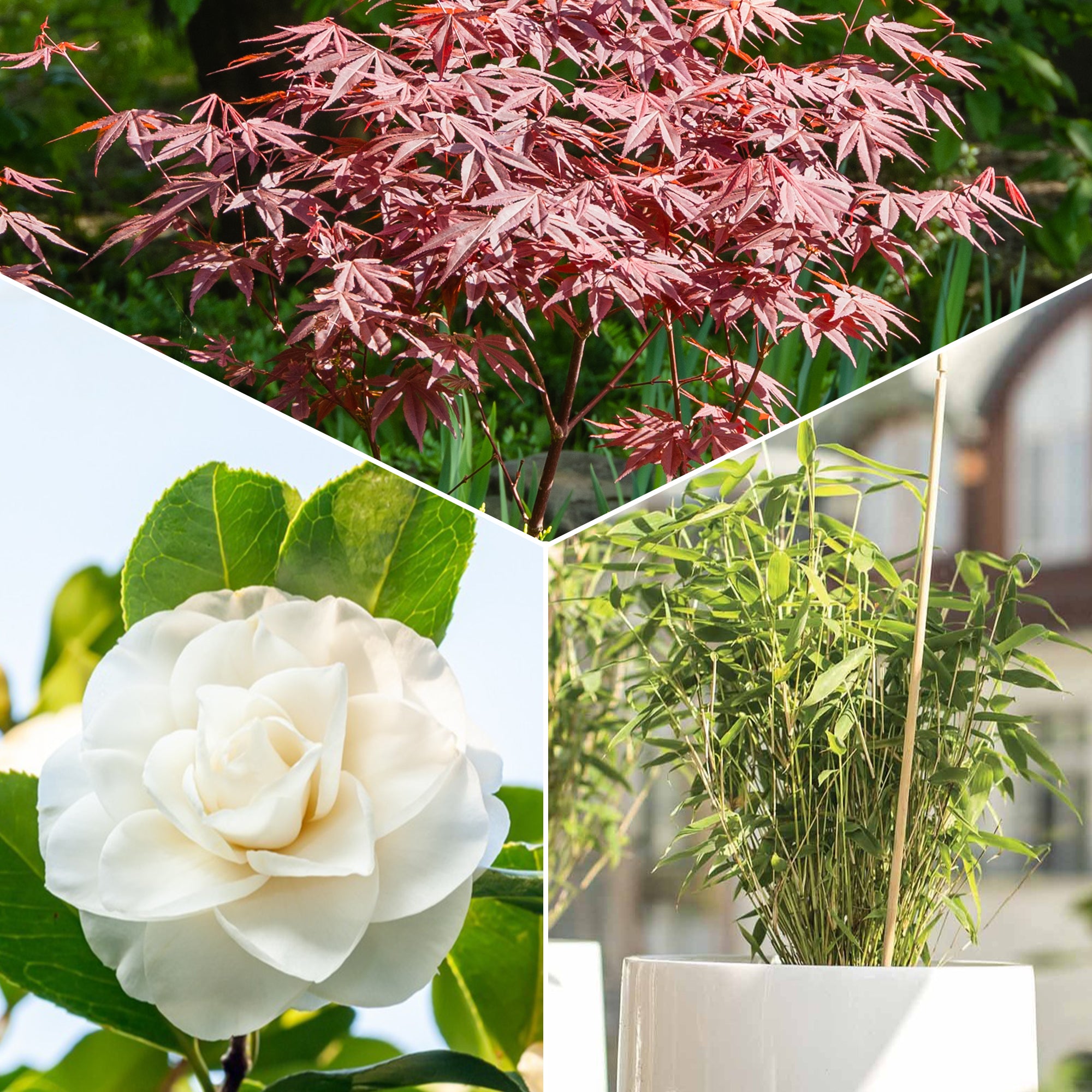 Bakker Collection 3 arbustes arbuste 3 pots jardin zen