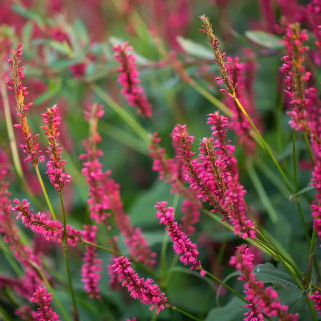 Bakker Renouée Amethyst Summer vivace pot 9cm fuchsia