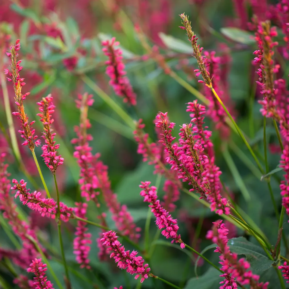 Bakker Renouée Amethyst Summer vivace pot 9cm fuchsia