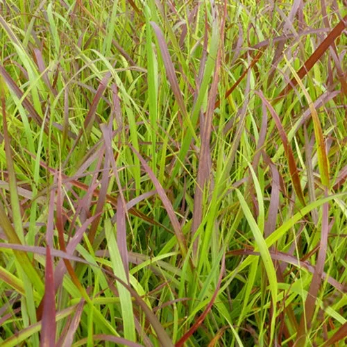Bakker Plantes Panic érigé Rotstahlbusch graminée pot 9cm