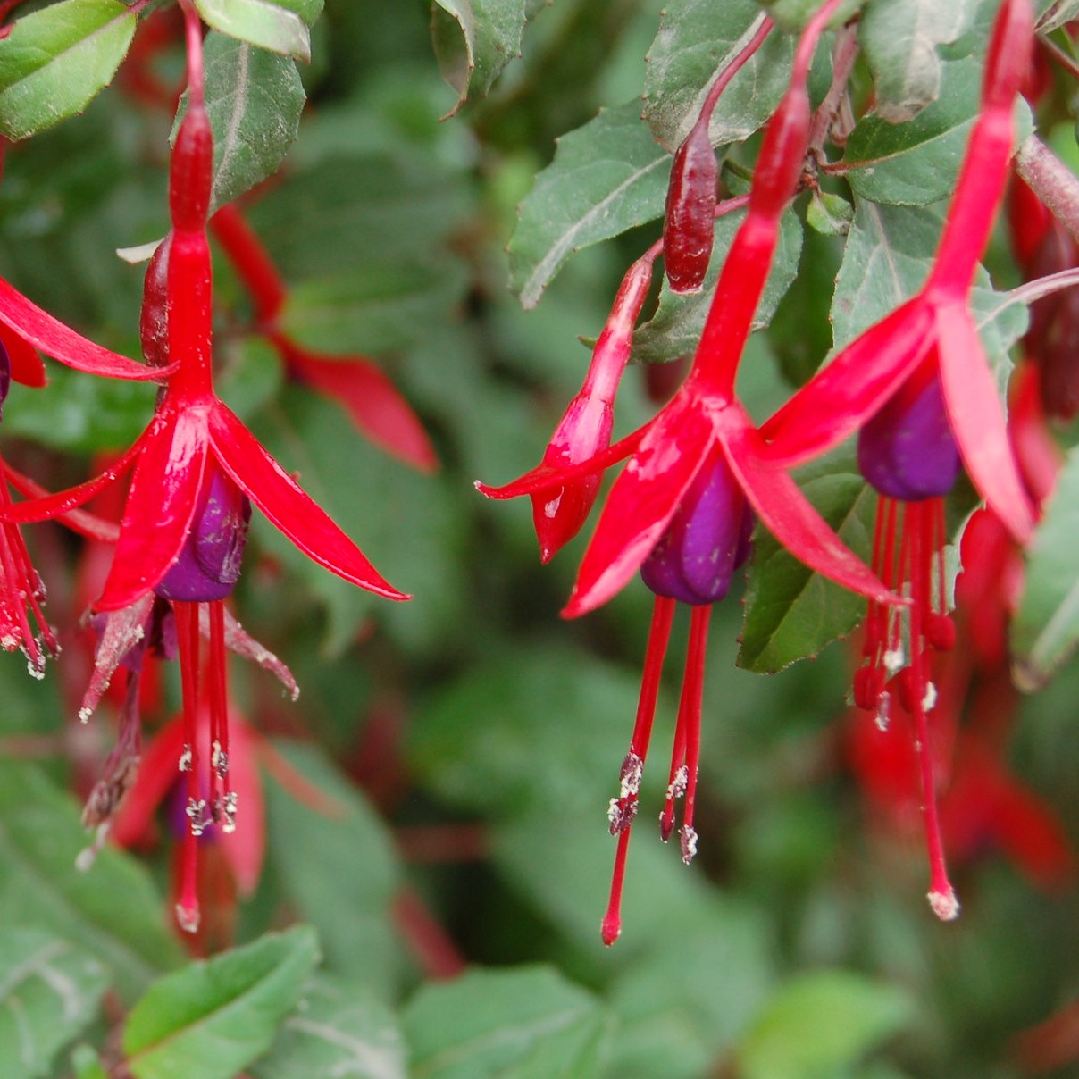 Passion Vivaces Fuchsia plante fleurs pot 1 litre rustique