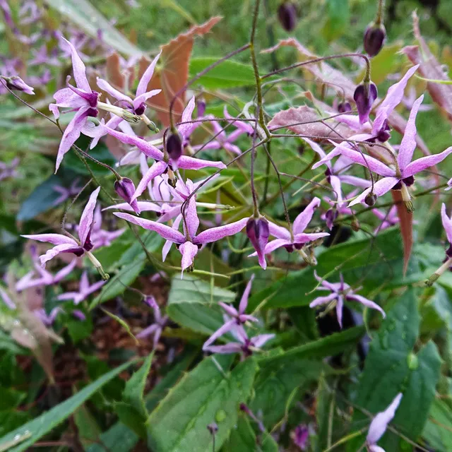 Passion Vivaces Epimedium Pink Constellation plante pot 1L rose
